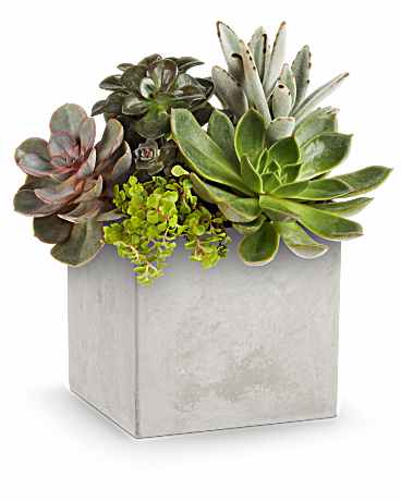 Concreate Oasis Succulent Garden - Share a modern touch of love with this stylish gift of sculptural succulents, beautifully arranged in Teleflora's Modern Paradise planter, a sleek concrete-inspired cube. A contemporary and lasting way to show your appreciation.