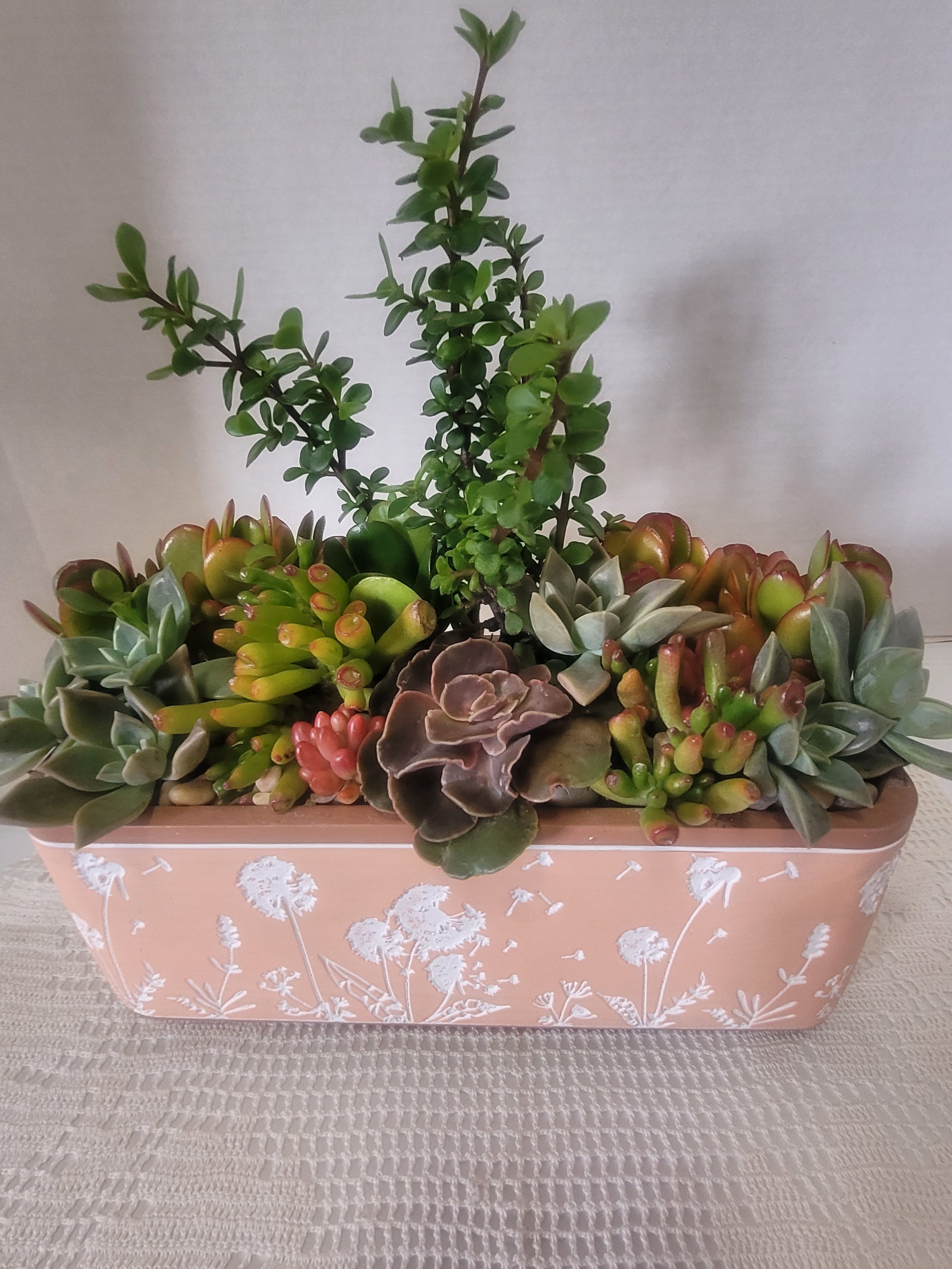Etched Terracotta  - A beautiful succulent arrangement with a striking terracotta planter. Easy to care for. Place it on the porch or patio. 