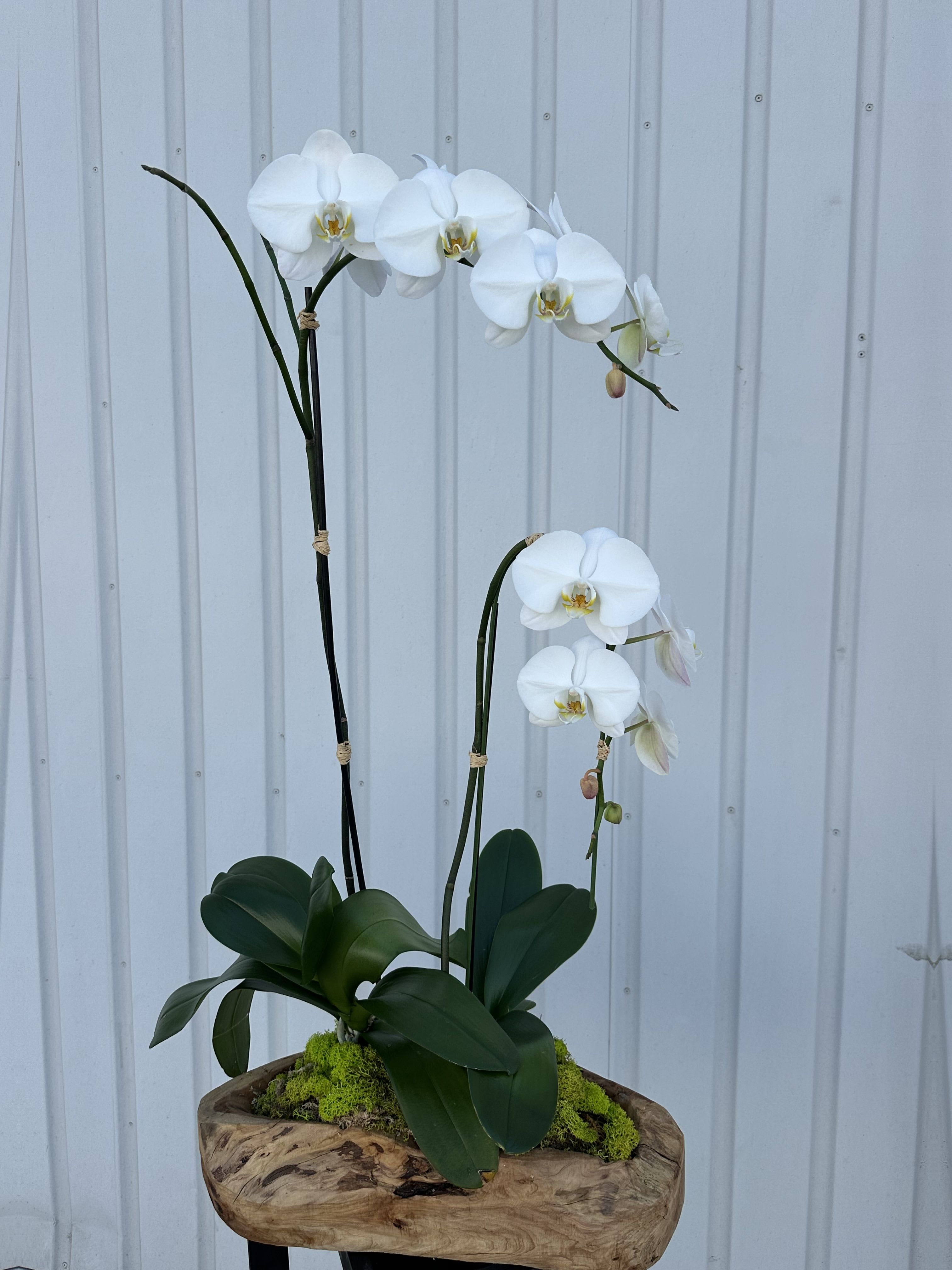 Drifting Orchids  - An elegant and creative display of orchids. 