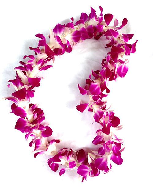 Magenta orchid lei on a white background