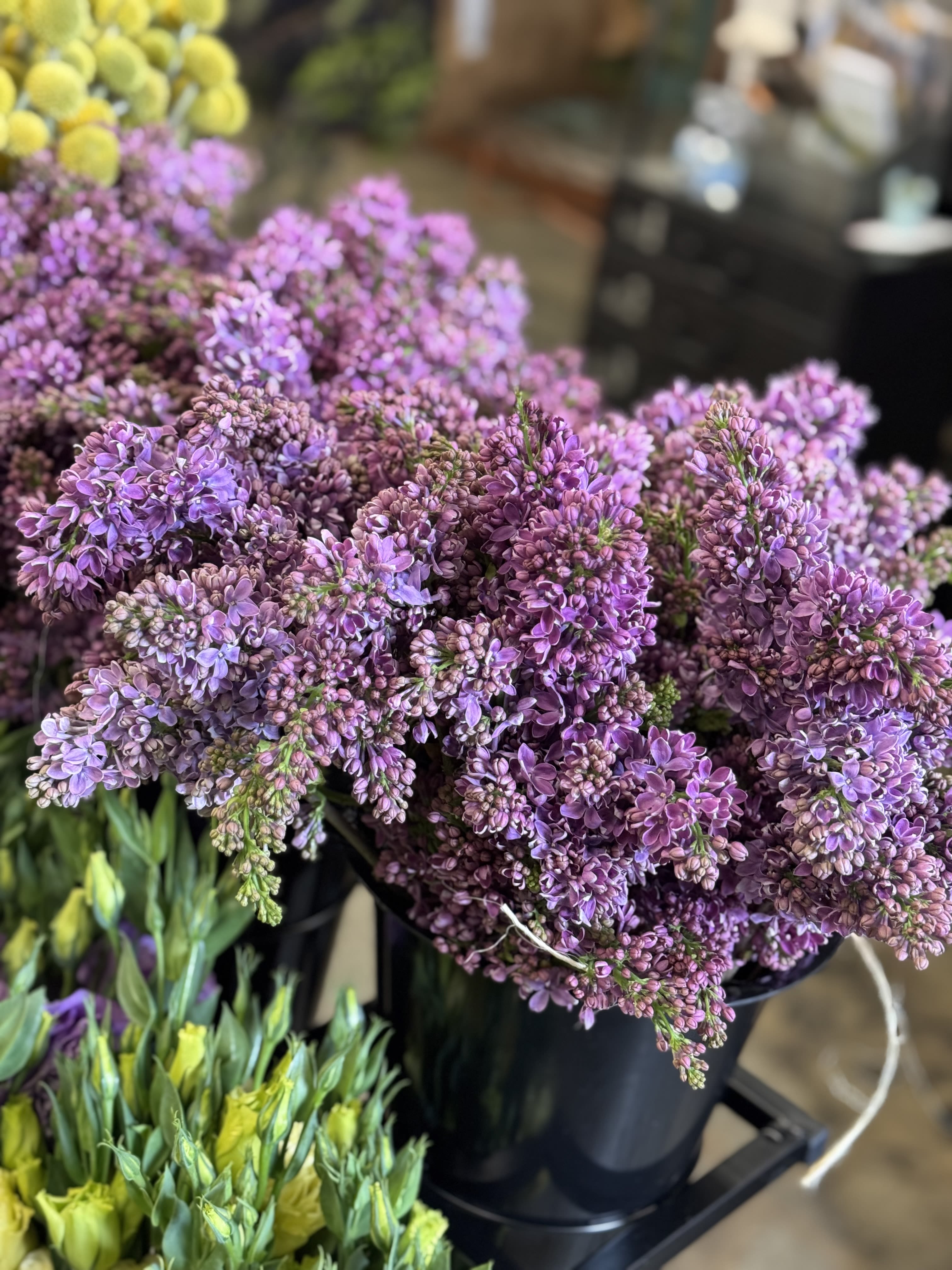 Lilac - Flower Market - Color varies on availability. You may request but color is not guaranteed.  Standard - Bunch of 5 stems Deluxe - Bought by the stem Premium - Bought by bunch 5+
