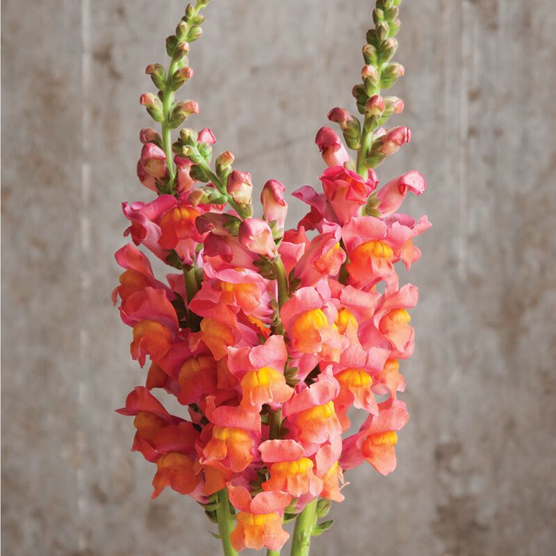 Snapdragon - Flower Market - Color varies on availability. You may request but color is not guaranteed.  Standard - Bunch of 10 stems Deluxe - Bought by the stem Premium - Bought by bunch 10+