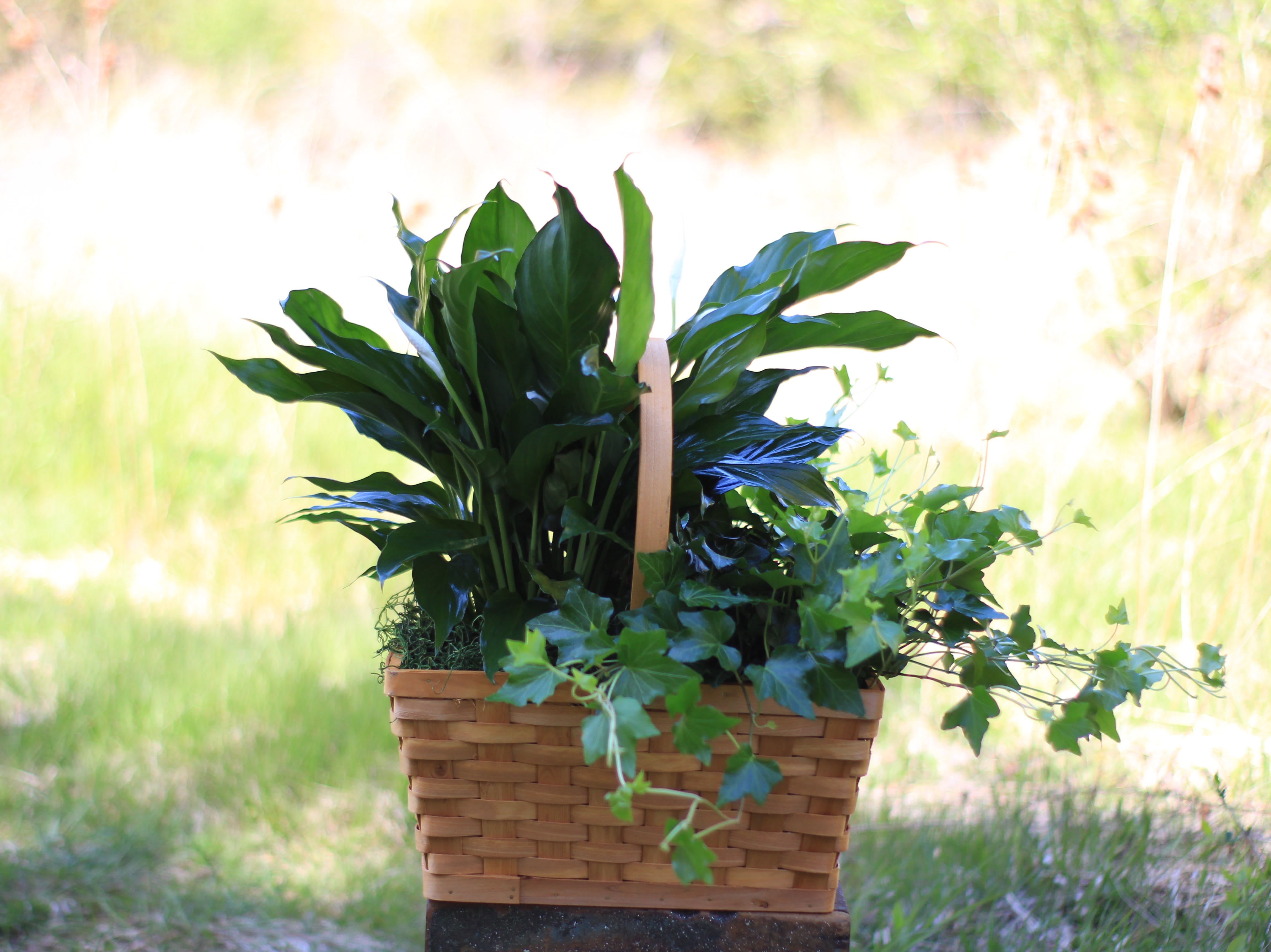 Peace lily &amp; Ivy Basket - Combo of lovely cascading ivy and a beautiful peace lily plants in a large woven basket. Indoor tropical plants.