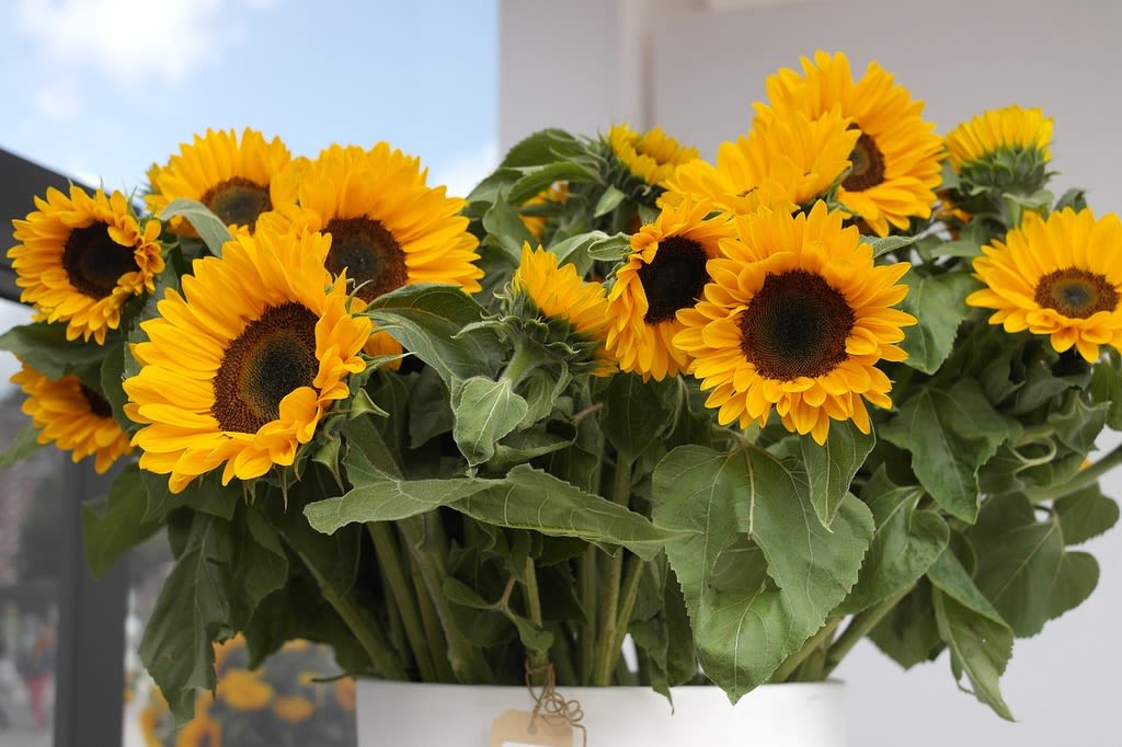 Sunflower - Flower Market - Type varies on availability. You may request but color is not guaranteed.  Standard - Bunch of 5 stems Deluxe - Bought by the stem Premium - Bought by bunch 5+