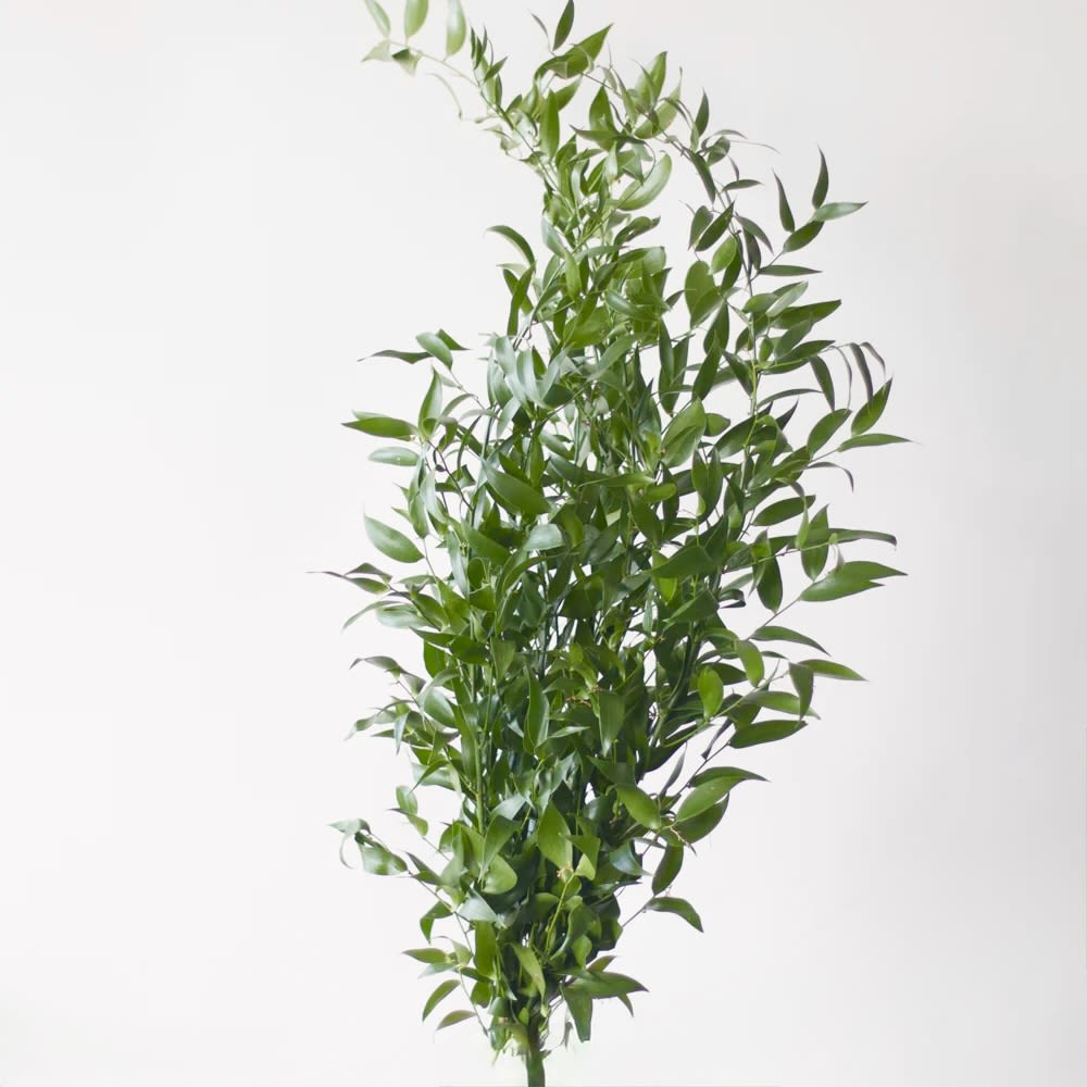Italian Ruscus - Flower Market - Style varies on availability. You may request but is not guaranteed.  Standard - Bunch of 5 stems Deluxe - Bought by the stem Premium - Bought by bunch 5+