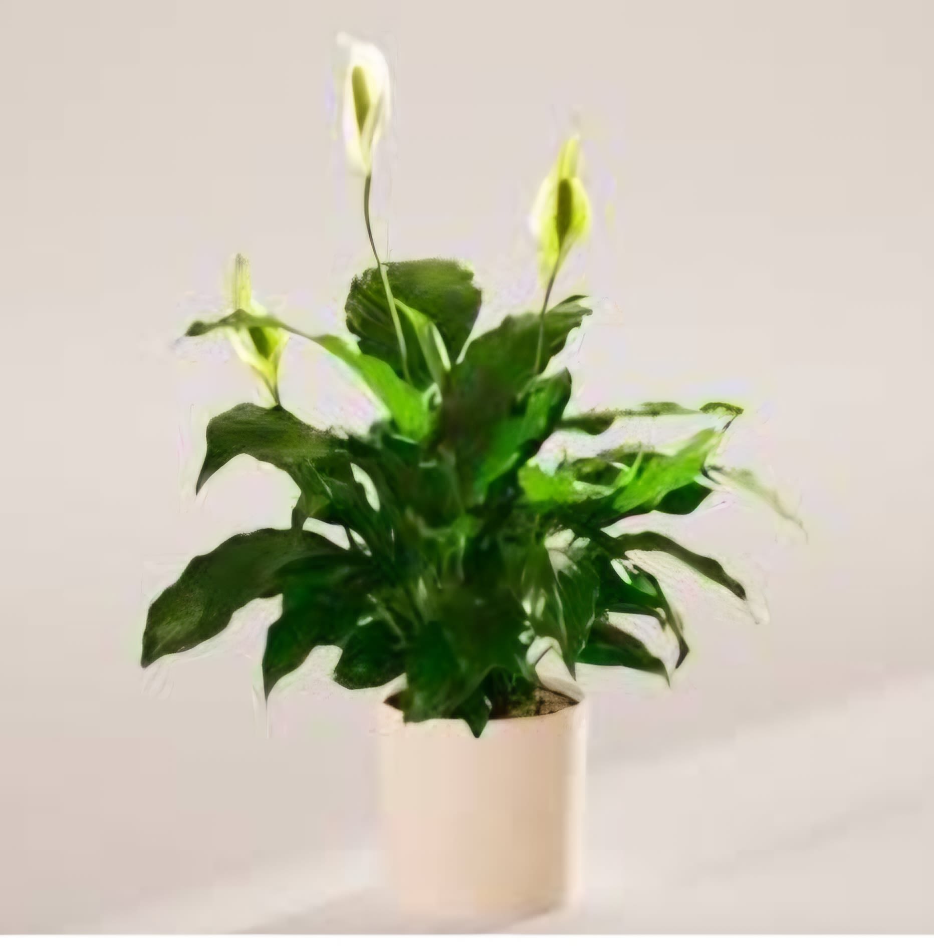 Lush Peace Lily ( live plant) - Our Lush Peace Lilly comes in three sizes. An 8 inch, 10 inch &amp; 13 inch container with soft moss at the base &amp; a hand made bow. This lush green plant makes a beautiful gift for any occasion &amp; will last for years with proper care.      SUBSTITUTION POLICY  Please note the Item pictured reflects our original design.  If the exact plant or container in this photo are not available, our expert designers will substitute with the nicest plant available, while keeping the same look &amp; feel. 