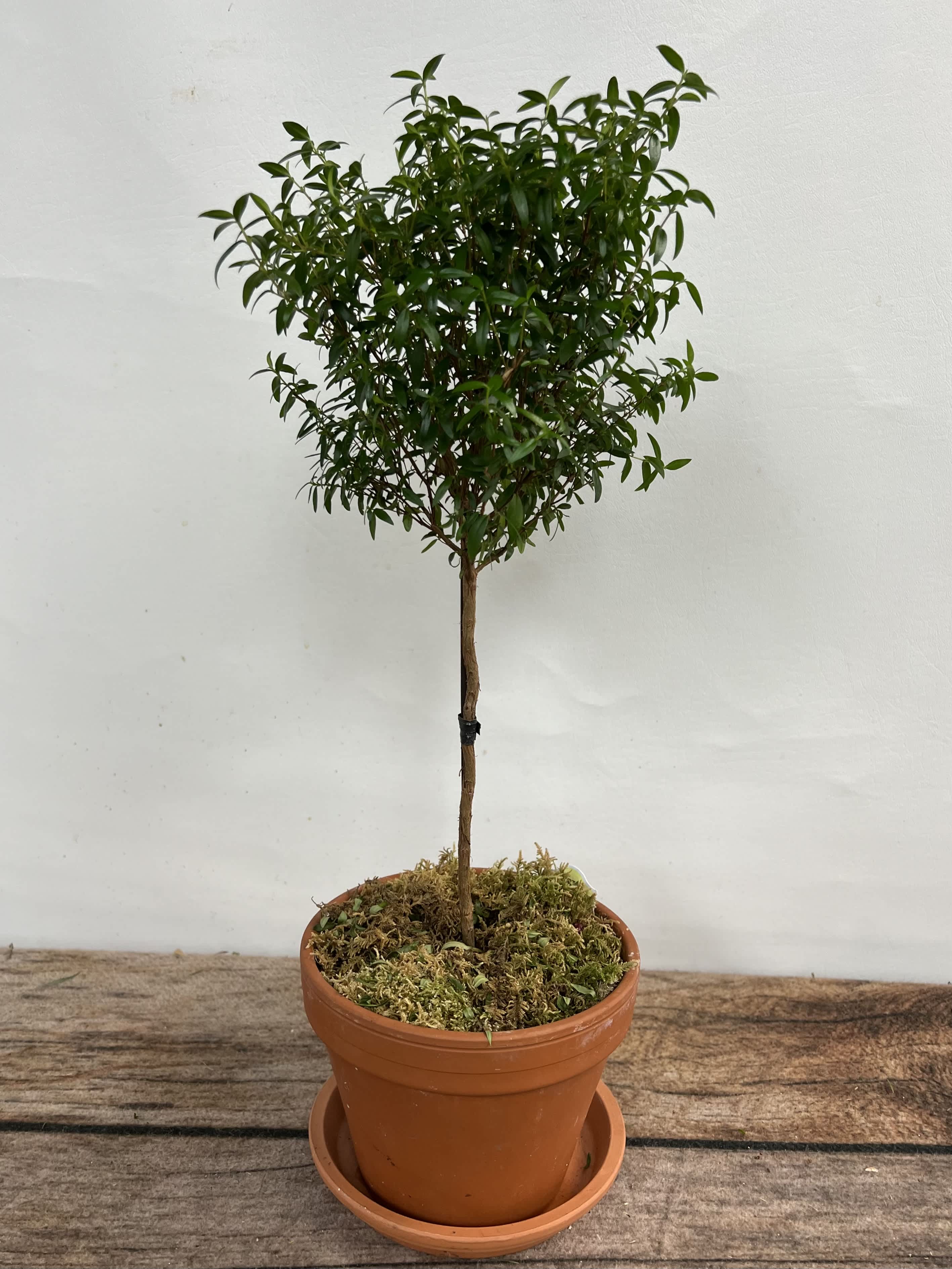 Myrtle Topiary - Approximately 18" tall, this fresh, decorative plant is a home decorators favorite.   Keep soil moist at all times. These will dry out quickly. They also enjoy an occasional misting.