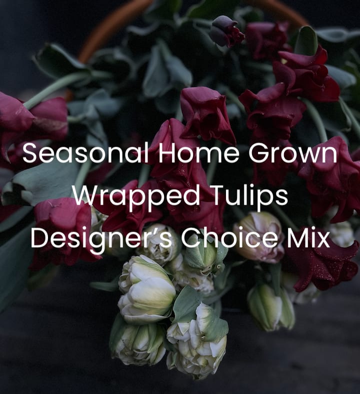 Wrapped Seasonal Mixed Local Tulips - Grown less than 15 miles from the shop, these tulips are fresh from the farm to your hands. Wrapped tulips will be assorted colors, based on current bloom. All tulips are premium parrot tulips.  Grown without chemicals, pesticides, or herbicides and tended lovingly on Reverie Flower Farm. Varietals include Estella Rijnveld, Super Parrot, and Apricot Parrot.