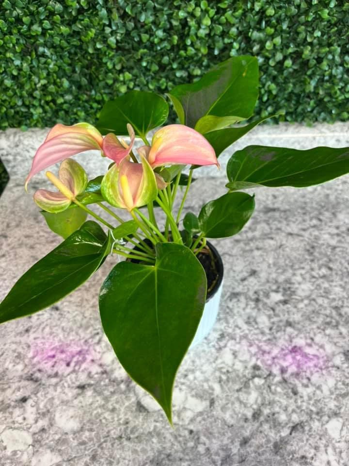 4" Anthurium  - Perfect for any occasion! 