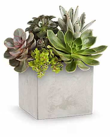 Teleflora's Concreate Oasis Succulent Garden - Share a modern touch of love with this stylish gift of sculptural succulents, beautifully arranged in the Modern Paradise planter, a sleek concrete-inspired cube. A contemporary and lasting way to show your appreciation. The Concrete Oasis Succulent Garden features a stunning selection of sculptural succulents, artfully arranged in Teleflora's sleek concrete-inspired Modern Paradise vase. A contemporary and long-lasting gift, it brings natural beauty and modern elegance to any space.