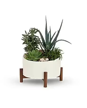 Teleflora's Desert Chic Garden - A chic and thoughtful gift, these sculptural succulent plants will delight for days to come in a retro-inspired ceramic planter with wood base. This living arrrangement includes four large green echeveria succulents. Delivered in a Mid-Century planter.
