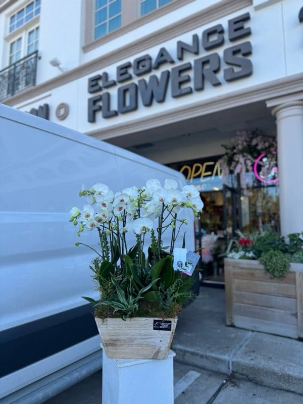 Orchid Arrangement #7 - Custom orchid arrangements feature the exotic beauty and elegance of orchids, tailored to your unique preferences. These striking blooms, known for their sophisticated appearance and can be arranged in various styles to suit any occasion or space.