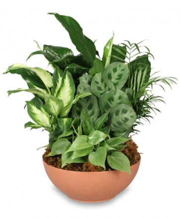 Gift of Green - Gift of Green 