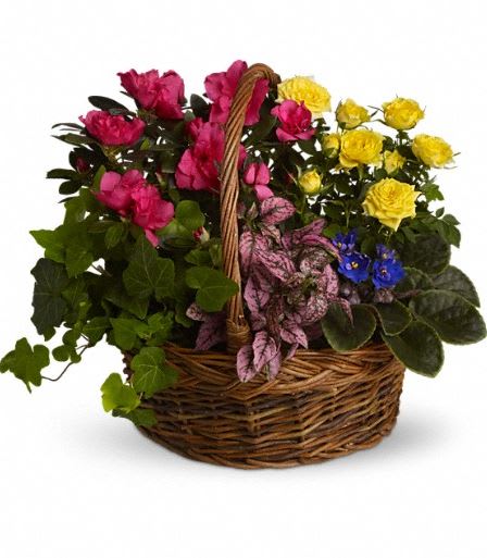 T213-3A Blooming Garden Basket - A sweet, bright flurry of colorful fresh plants celebrates vivid memories and expresses heartfelt sympathy to friends and loved ones. A purple African violet, yellow rose plant, pink azalea, hypoestes and ivy plants are all nestled in a round basket with handle. Approximately 17" W x 14" H 