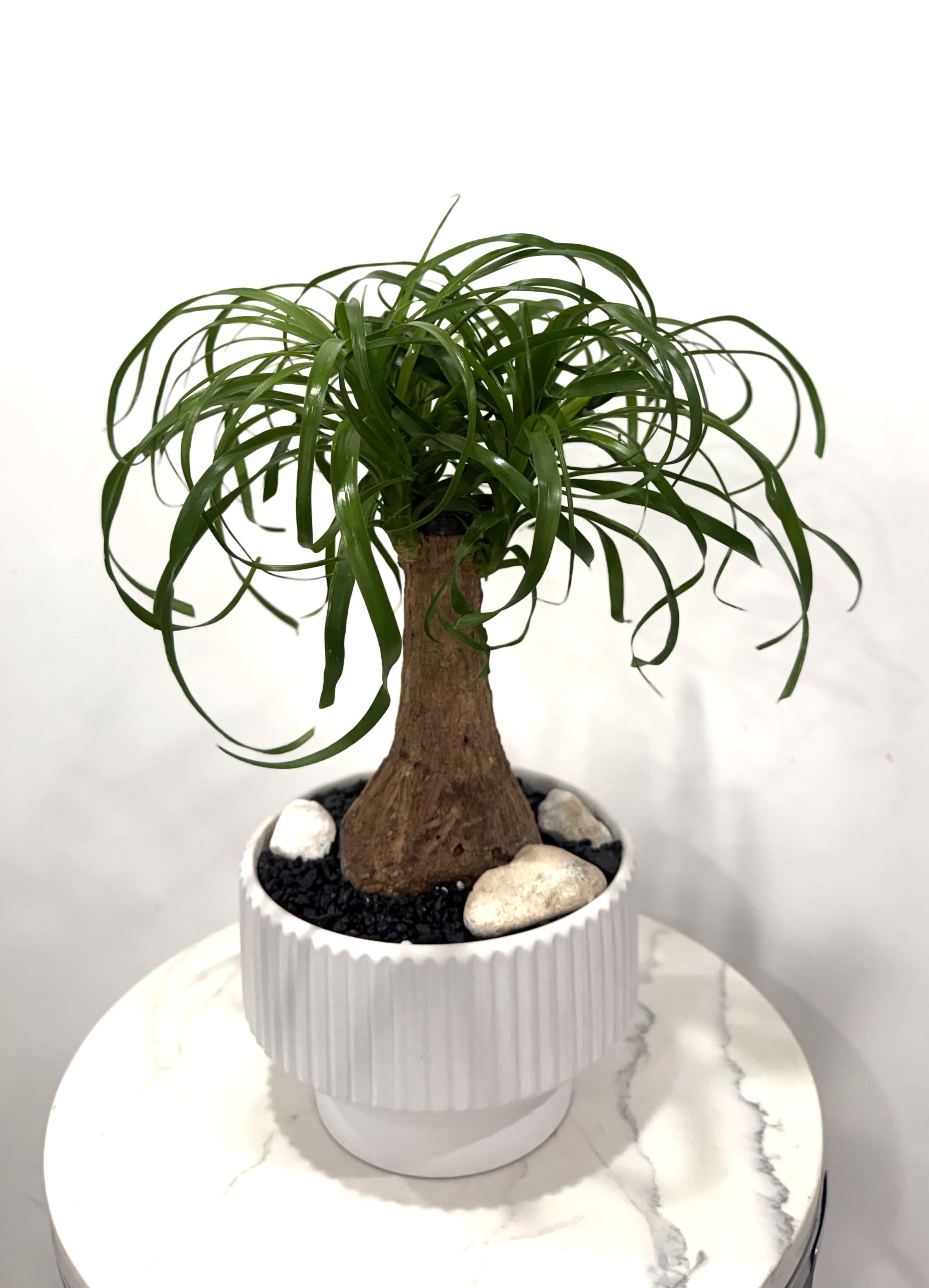 Pony Tail Palm - The pony tail palm, a trendy house plant good for any room.  Planted in a simple ceramic container with rock on top.