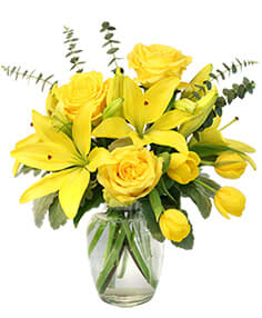 Sunshine of Spring - 6" ginger vase dusty miller baby eucalyptus 3 stems yellow lilies 3 yellow roses 5 yellow tulips  Copyright Flower Shop Network