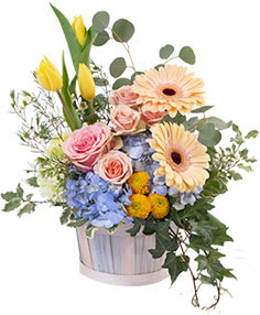 Spring Morning Basker - Pastel Basket Greens: Variegated Pittosporum Silver Dollar Eucalyptus Ivy Salal Flowers: 3 Stems Yellow Tulips 2 Stems Blue Hydrangea 2 Stems Peach Gerberas 2 Stems Green Carnations 1 Stem Light Pink Rose 1 Stem Light Pink Spray Rose 1 Stem Yellow Button Poms 1 Stem White Waxflower  Copyright Flower Shop Network