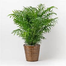 Palm - Neanthe Bella 8" Pot size  - Elegant parlor palm plant perfect for adding tropical flair to any indoor space, featuring delicate fronds and compact growth habit.  Comes in a decorative pot cover.
