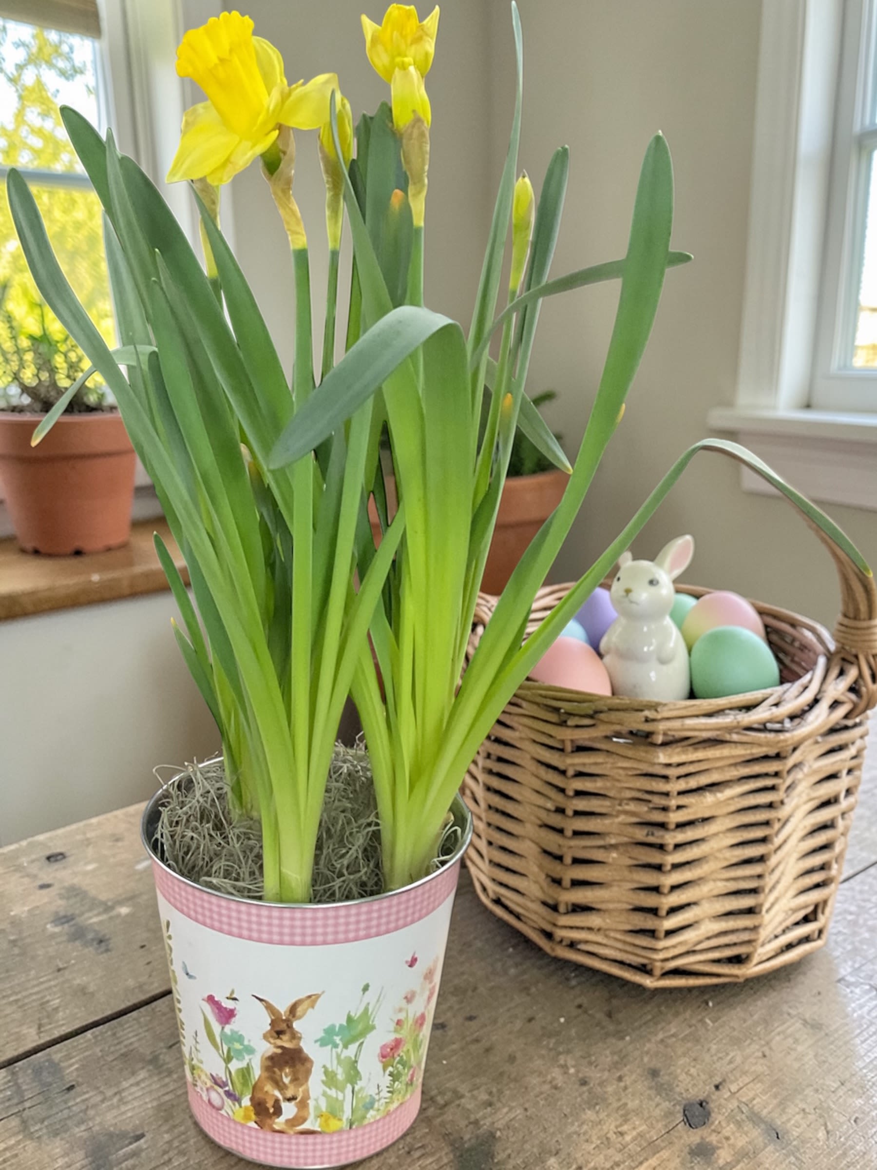 Spring Potted Daffodil  - Bring a burst of sunshine indoors with our cheerful Spring Daffodil Plant! These bright yellow blooms arrive tucked into an adorable springtime container, complete with soft moss detailing for a fresh-from-the-garden look.  Daffodils are one of the first signs of spring, symbolizing hope, renewal, and brighter days ahead — making this a perfect gift for Easter, birthdays, thank-yous, get-well wishes, or simply treating yourself to something happy.  Easy to care for and long-lasting, this little pot of sunshine is guaranteed to lift spirits wherever it’s placed.