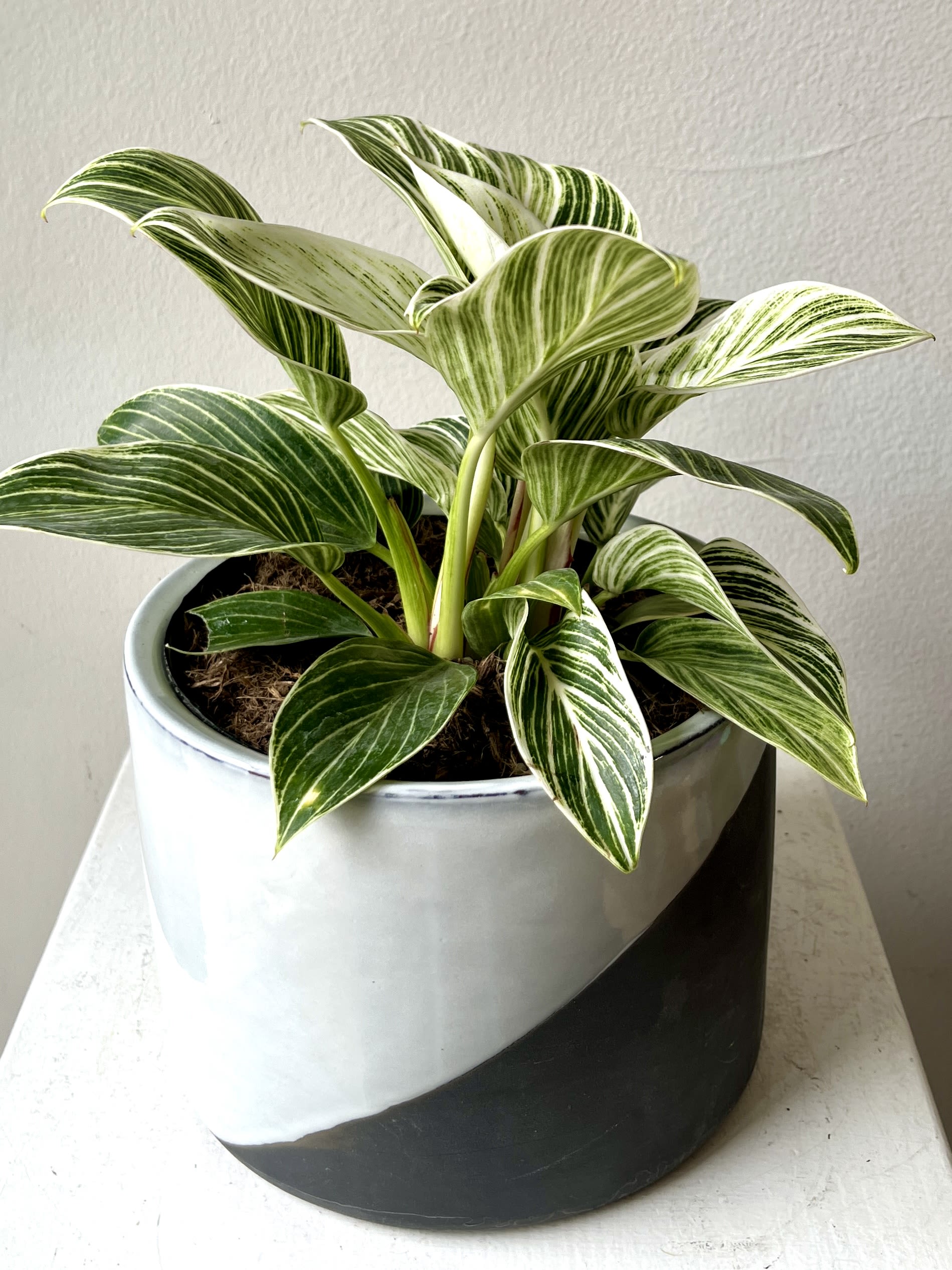 Gifting Plant  - 6” Plant