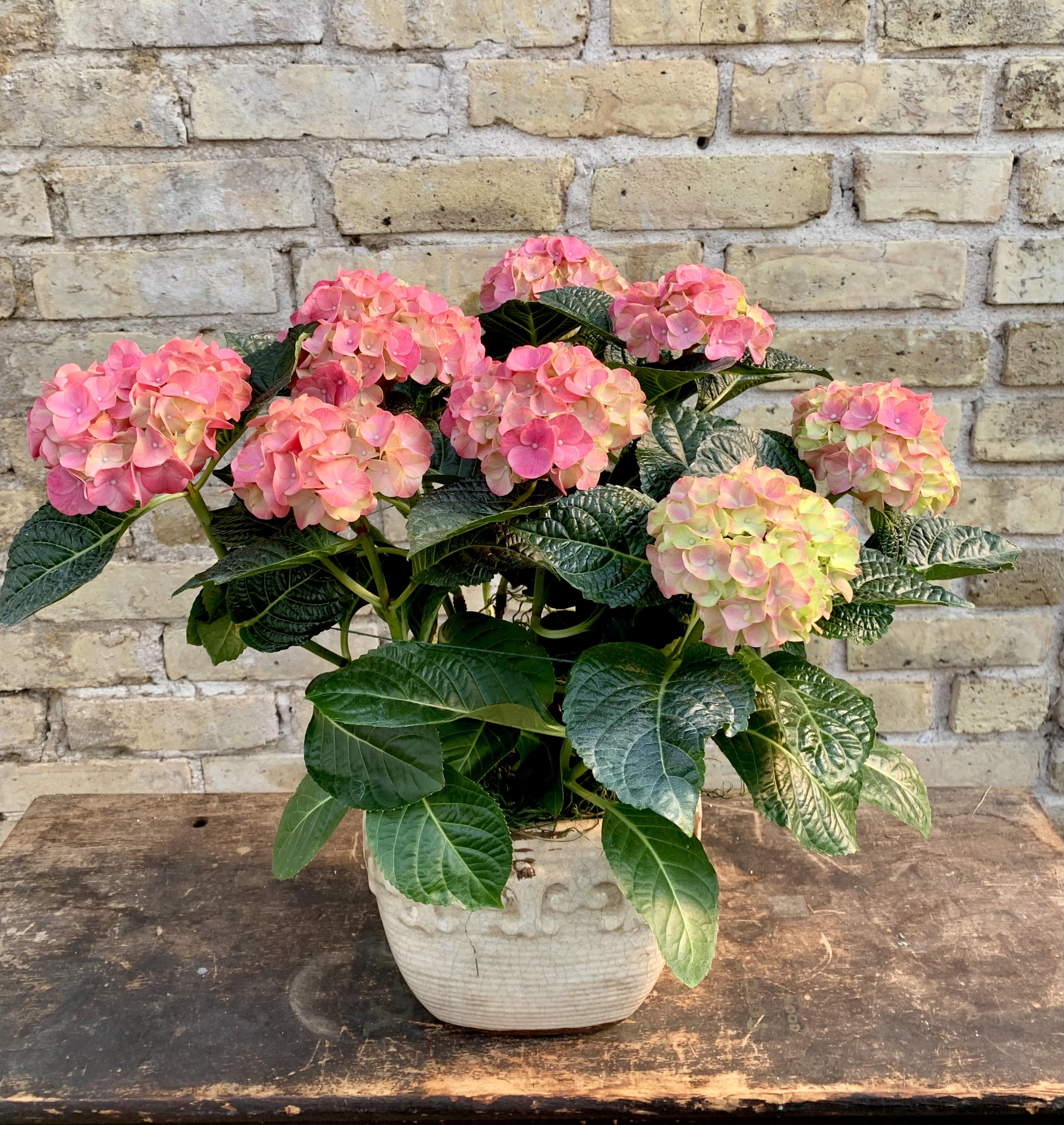 Belleza Rosa - Beautiful Pink Hydrangea Plant in a Ceramic Container.  Makes a Great Gift.