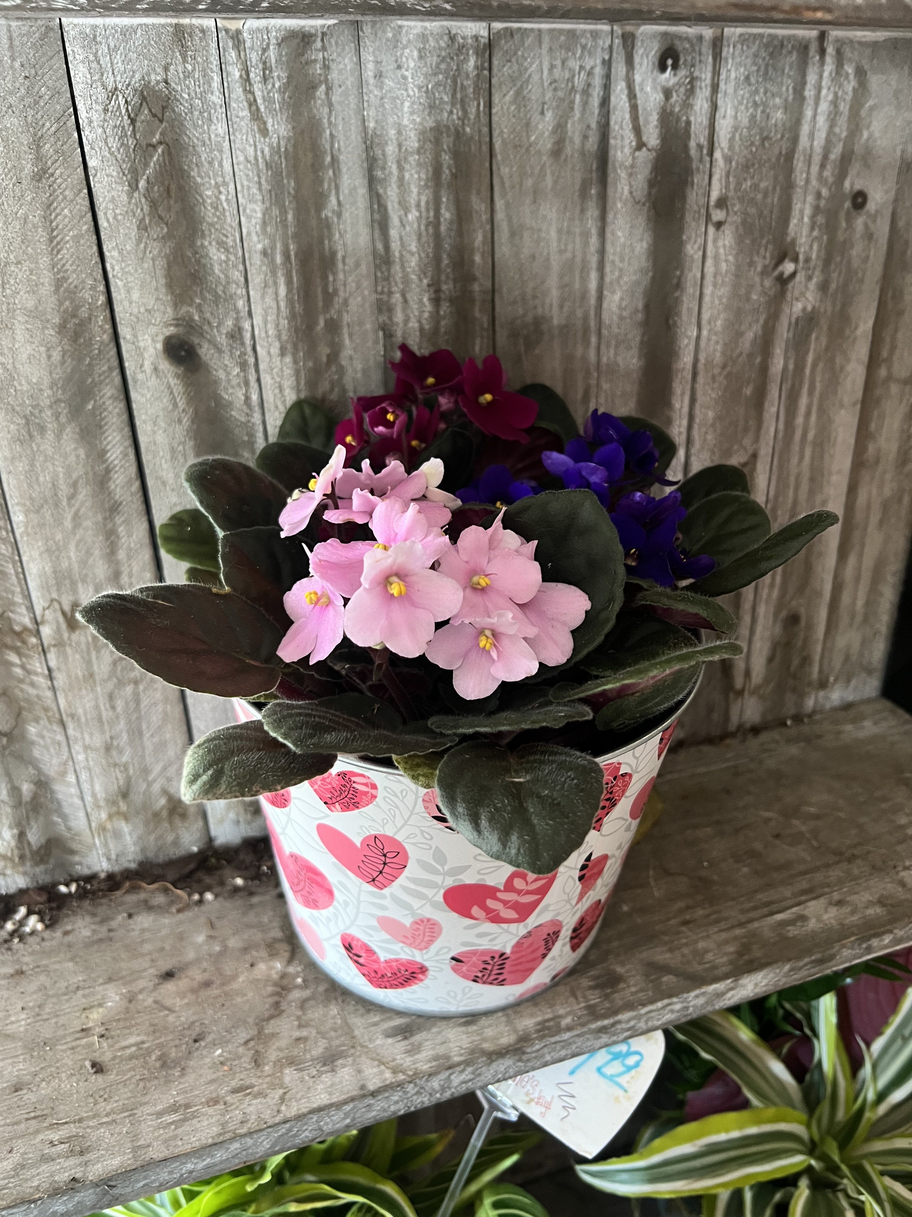 African Violets Planter  - Three different colored plants in all, looking absolutely beautiful in their cozy tin planter. A symbol of enduring admiration, it's no surprise that the African violet has been a favorite for generations.
