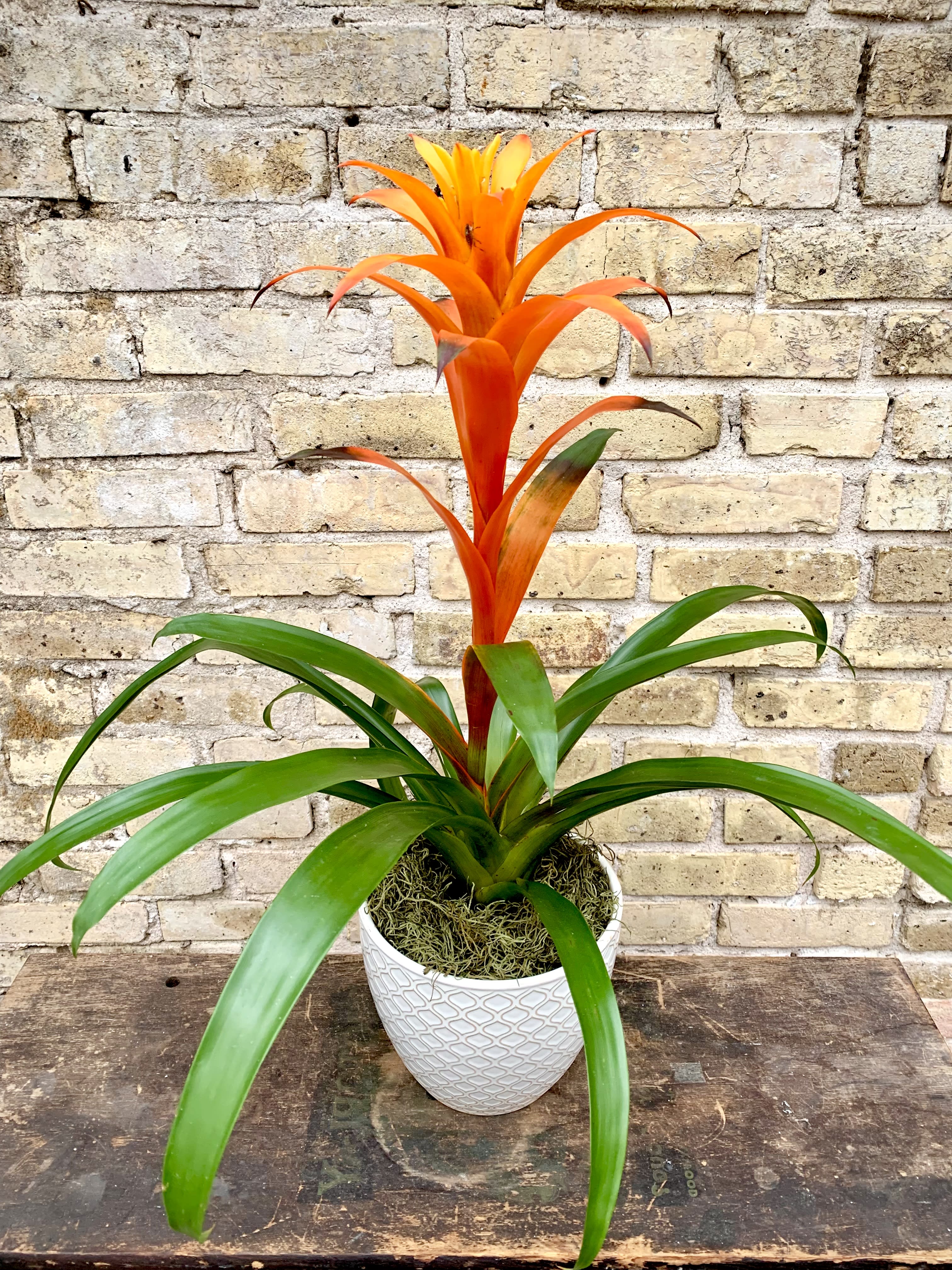 Calypso - A Beautiful Guzmania Bromeliad Plant Set  Into a Ceramic Container and Decorated  With Spanish Moss.  ( Color of bromeliad may vary depending on availability )