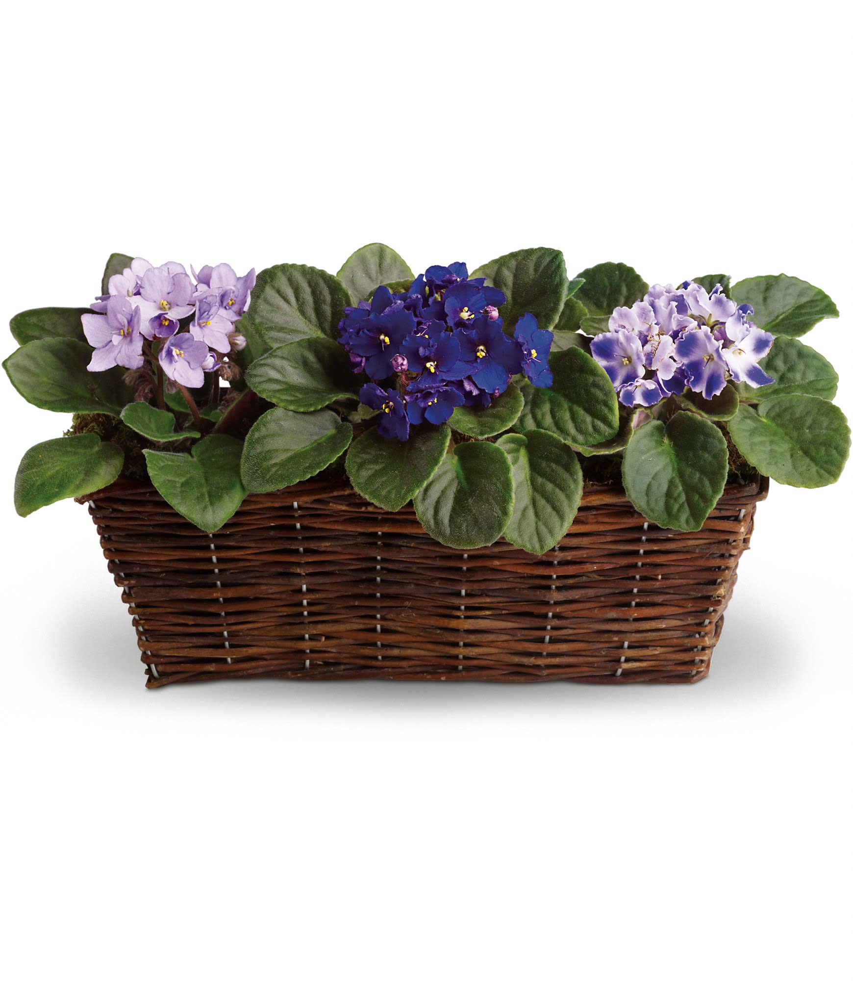 Sweet Violet Trio - These violets aren't blue! They are lovely lavender and perfectly purple. Three plants in all, looking absolutely beautiful in their cozy rectangular basket. A symbol of enduring admiration, it's no surprise that the African violet has been a favorite for generations.  One purple and two lavender velvety African violet plants are delivered in a pretty wicker basket. Be sweet and send this gift today.  Approximately 19" W x 10" H  Orientation: All-Around  As Shown : T92-1A