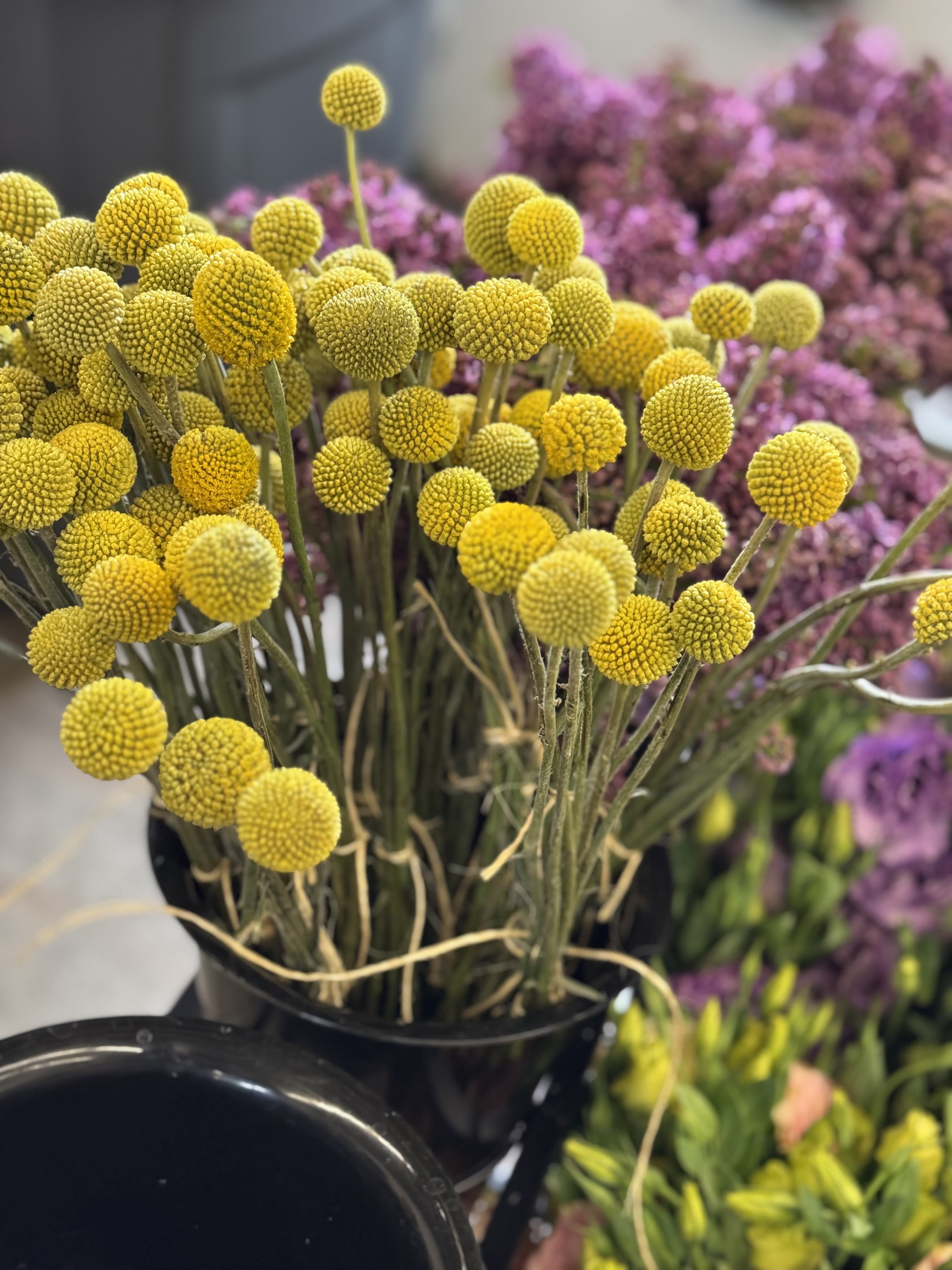 Billy Ball (craspedia) - Flower Market - Color varies on availability. You may request but color is not guaranteed.  Standard - Bunch of 10 stems Deluxe - Bought by the stem Premium - Bought by bunch 10+