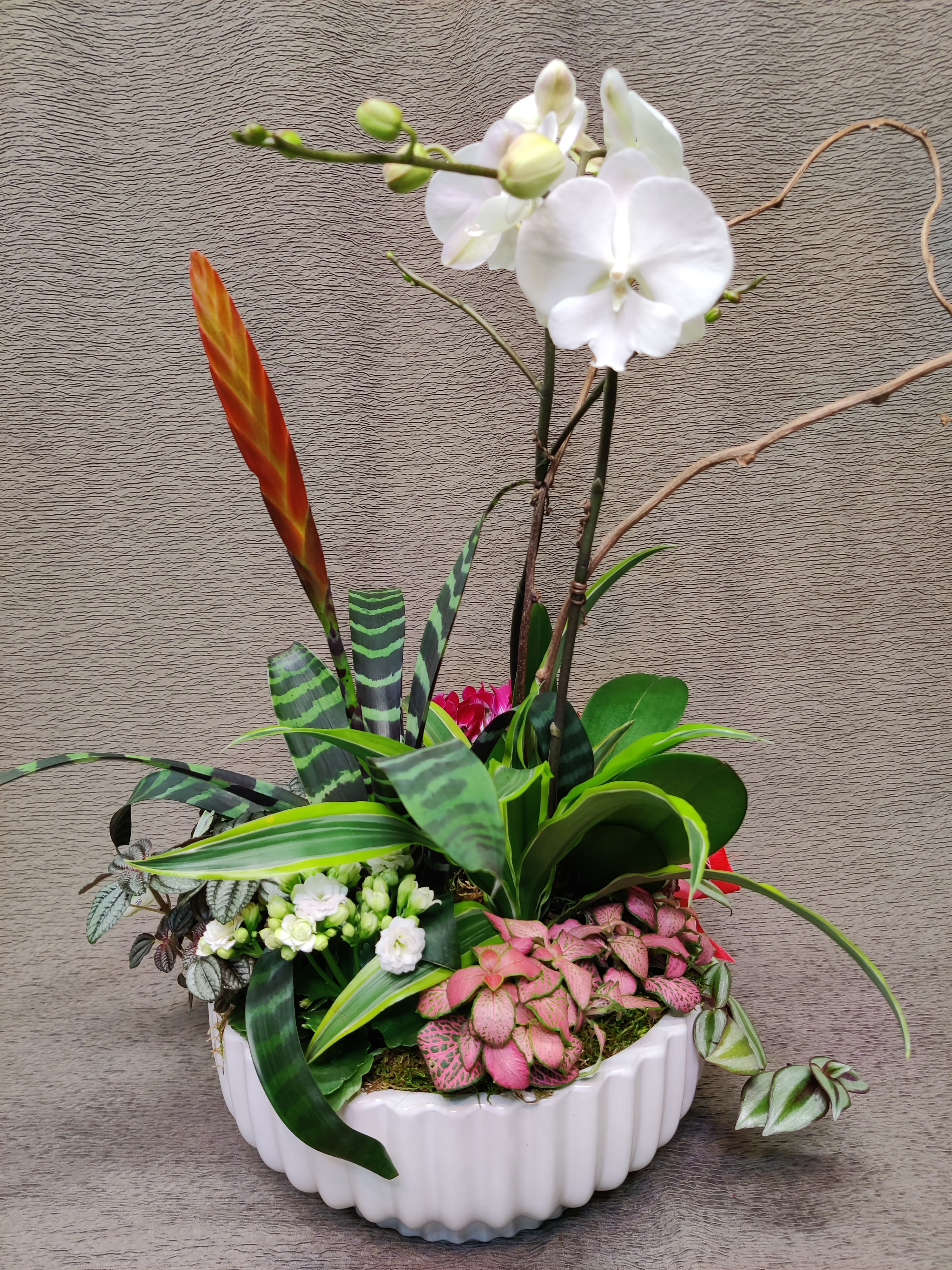 Exqusite Orchid garden - Tons of beautiful exotic indoor tropical foliage blooming and an orchid plant. Plants and container color may vary