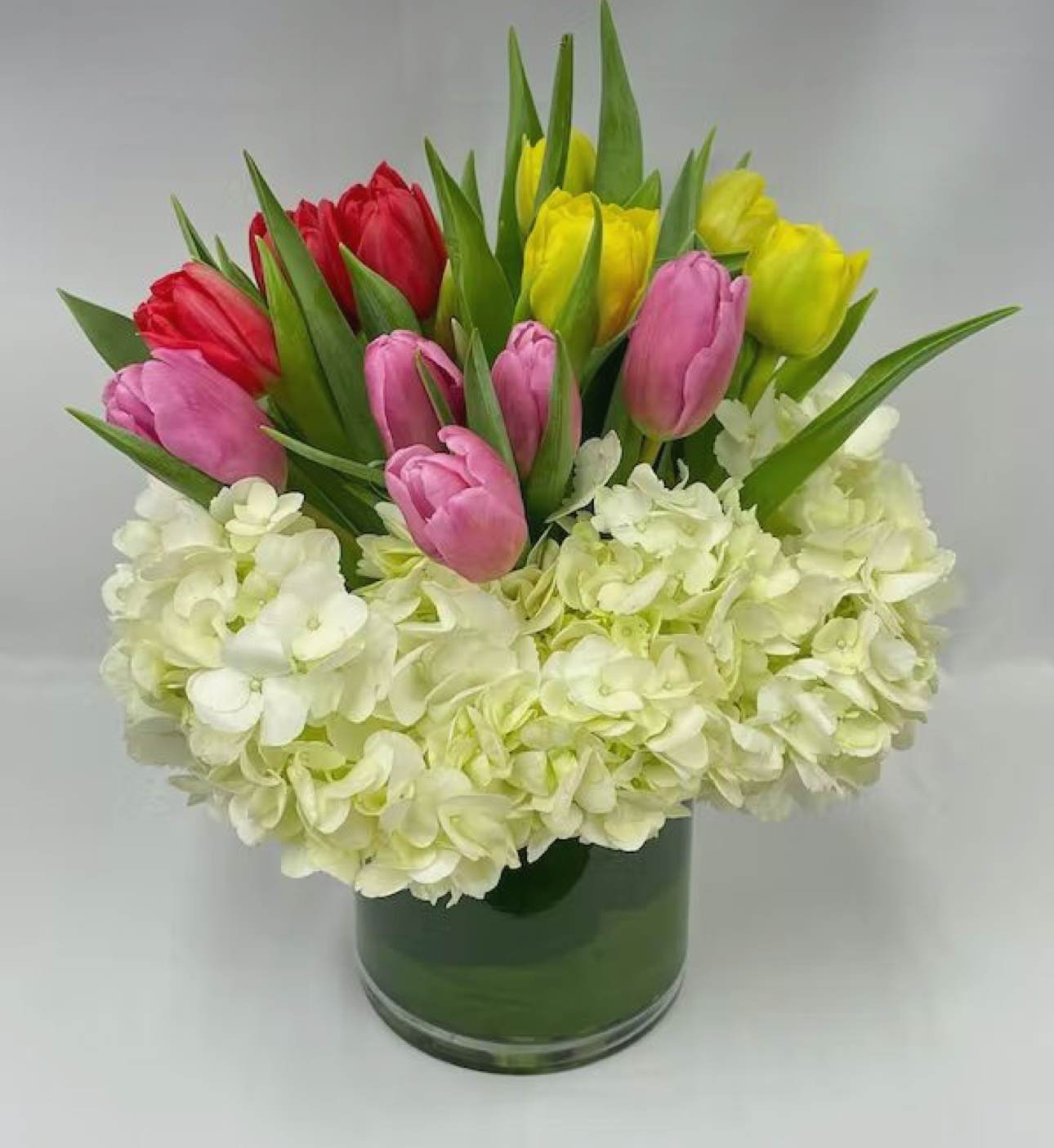 Tulips and Hydrangea in a Vase - Colorful tulips in a vase with white hydrangea. 