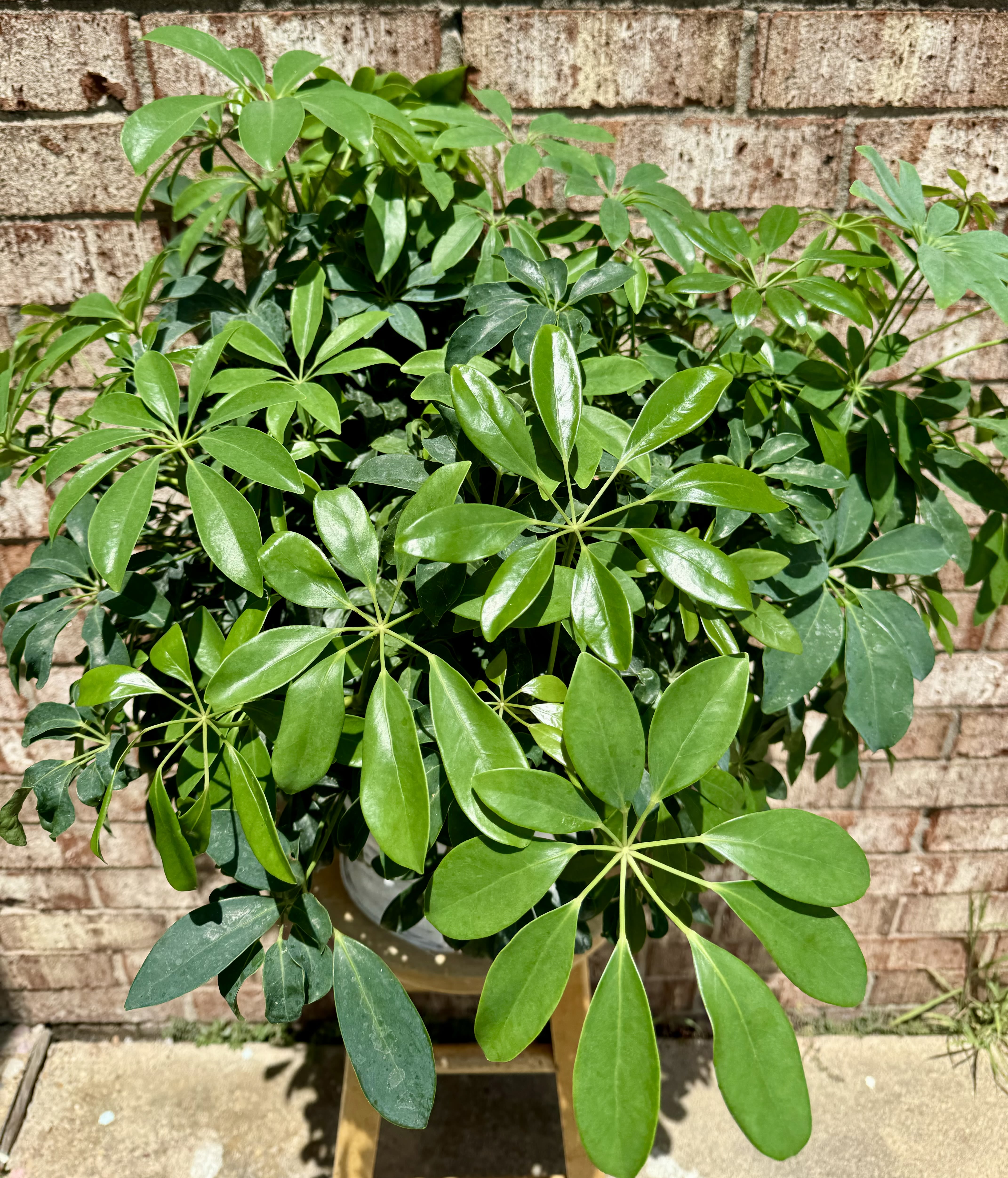 Arboricola Bush - Arboricola Bush dressed in a wicker planter basket with a bow.