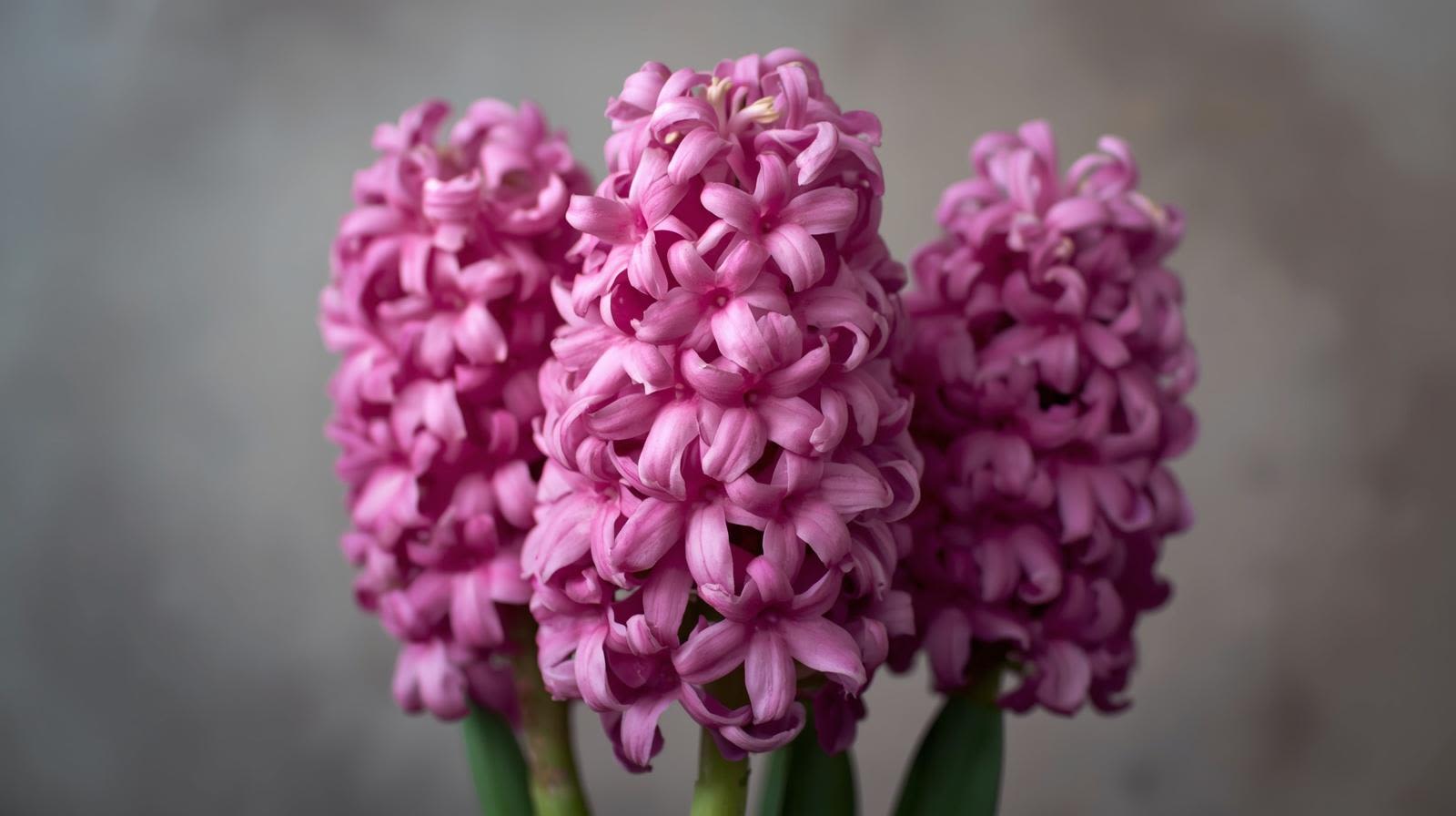 Hyacinth - 6" hyacinth plant, colors vary. Comes with green foil sleeve.