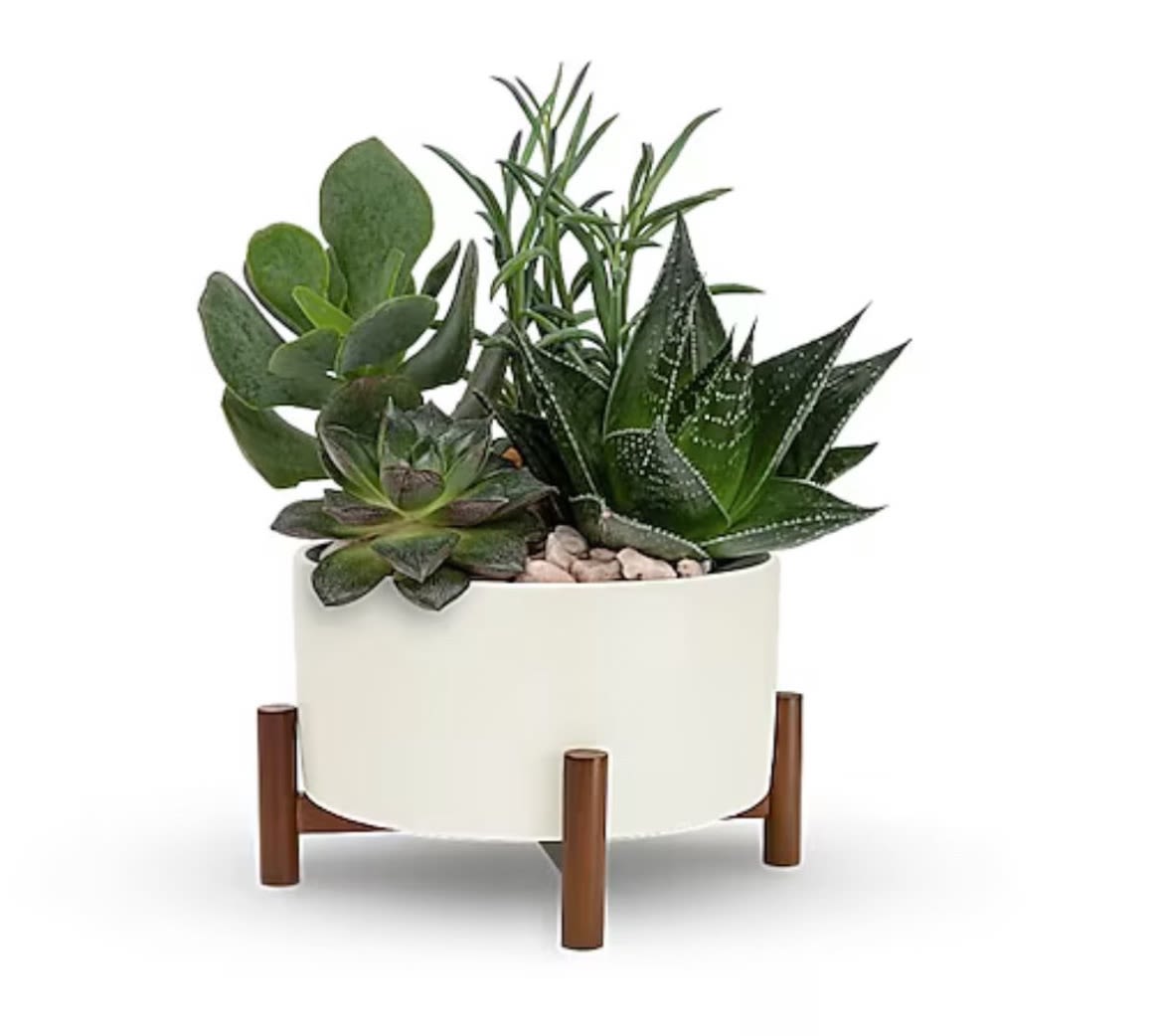 Mid-Century Planter - Retro fabulous! This vintage-inspired gift features sculptural succulent plants nestled in a stylish ceramic planter with mod wooden base. This living arrangement includes four large green echeveria succulents.  Orientation: All-Around