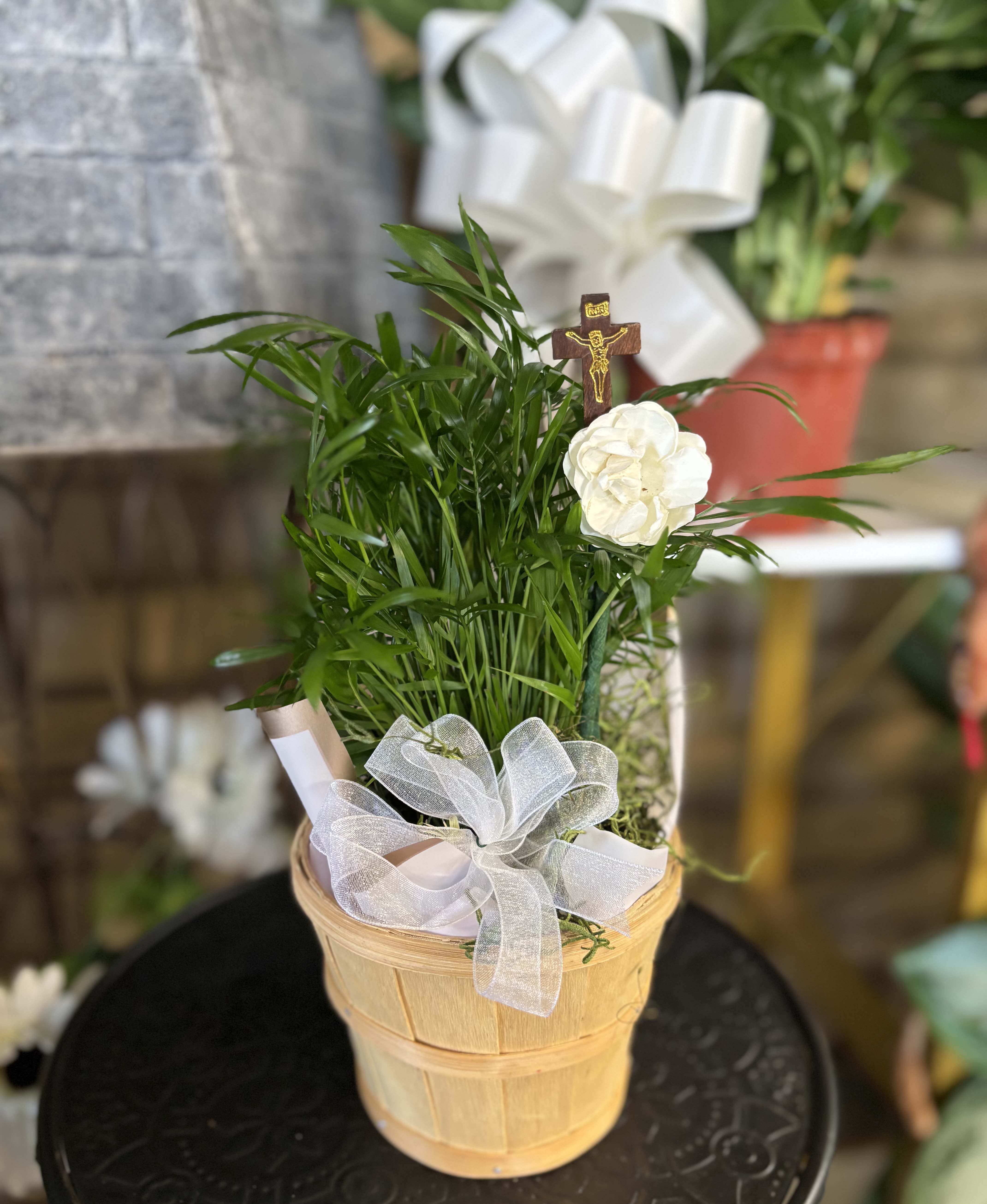 Pallor Palm Plant  - Single plant in basket 