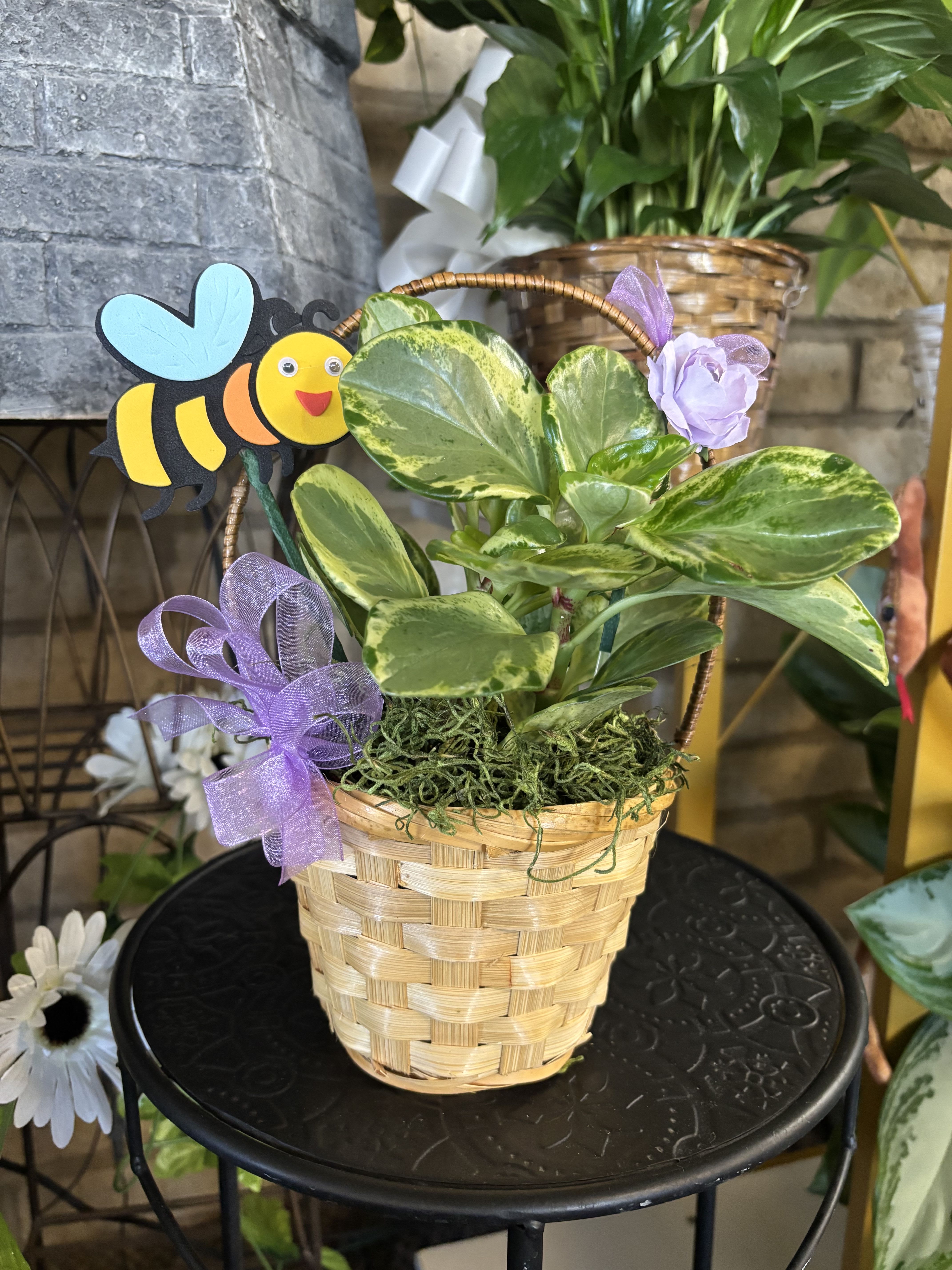 Peperomia Obtusifolia - Single plant in basket