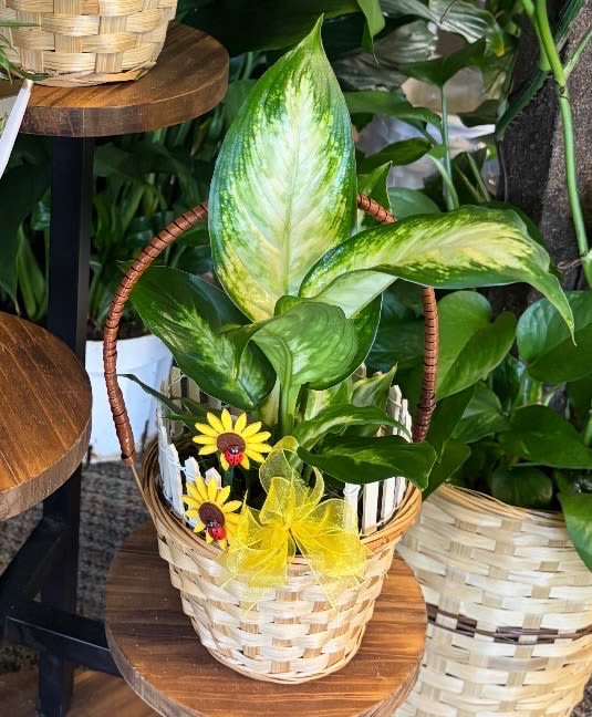 Dieffenbachia Single Plant  - Single Plant in basket 