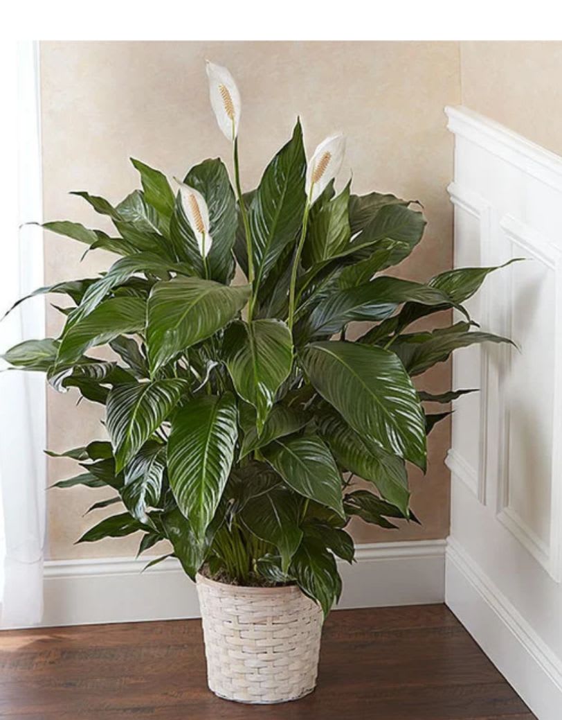 Potted peace lily plant with white blooms in a woven basket