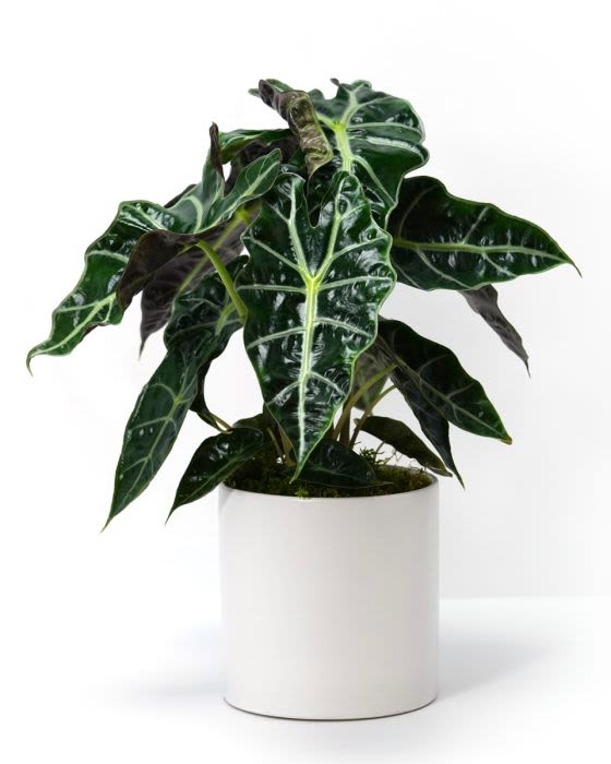 Modern Polly Plant - P4-Modern Polly Plant Modern and bold, the Alocasia Polly plant has deep green, shield-like leaves with sharp white veins—perfect for adding drama to your space. Care Instructions: The Modern Polly plant thrives in bright, indirect light. That means a few feet away from a bright window, filtered by thin curtains or blinds.  Do not expose to direct sunlight or the leaves may burn.