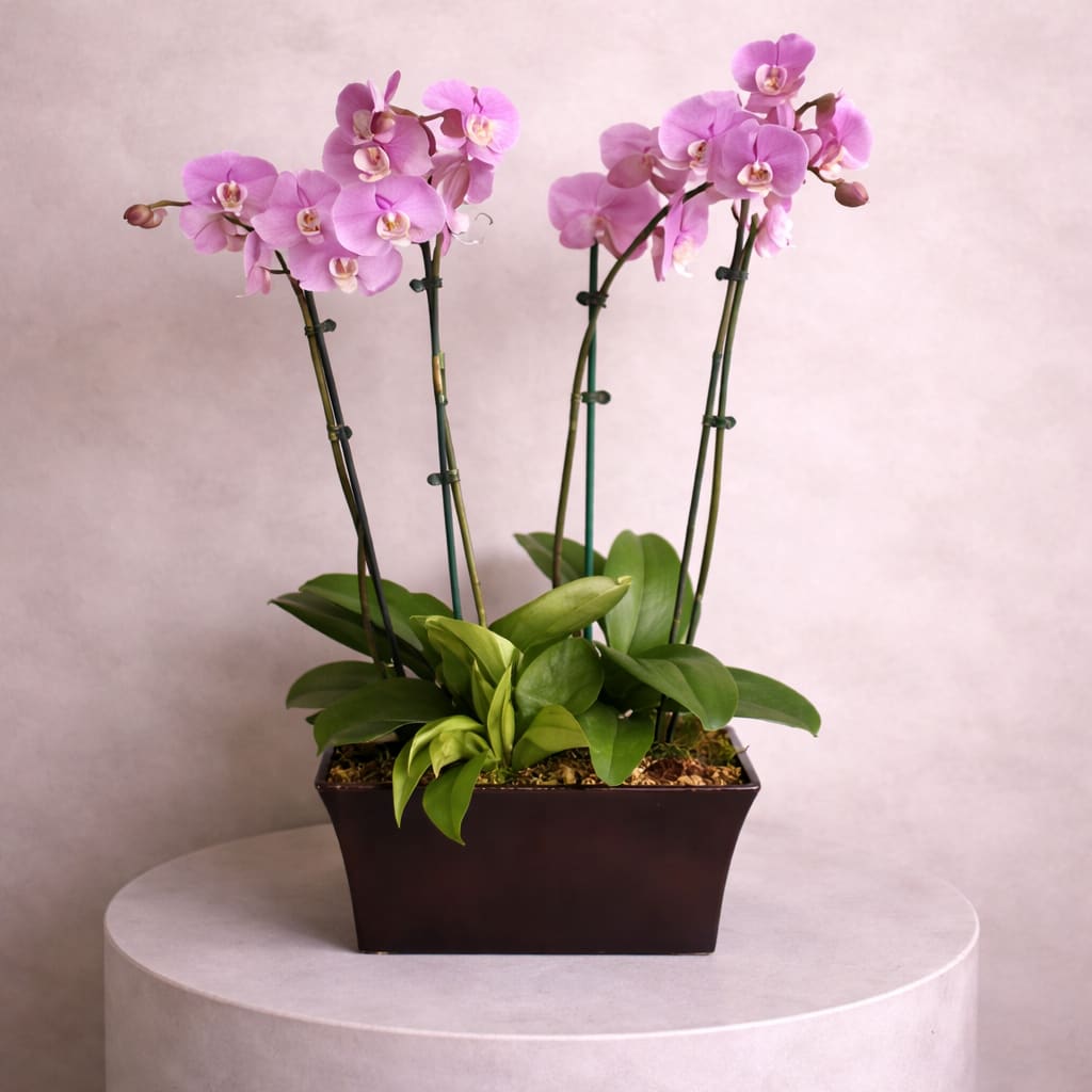 Phalaenopsis Orchid Plant - Two of single spike Phalaenopsis Orchids with other green plant arrange in a wood or metal container