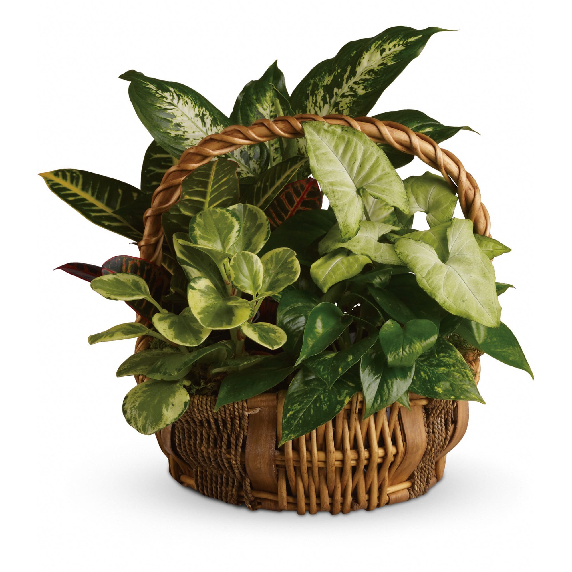 Emerald Garden Basket - You don't have to follow the yellow brick road to find this emerald jewel. All kinds of gorgeous greens fill this basket that makes a perfect gift for men or women. Celebration or sympathy. Birthday or any day. So beautiful and bountiful it will deliver any message eloquently.  Pothos, nephthytis, dieffenbachia, croton and peperomia plants are perfectly arranged in a distinctive willow rope basket. When it comes to gifts, this one is a gem!  Approximately 17 1/2" W x 17 1/4" H  Orientation: All-Around  As Shown : T106-1A