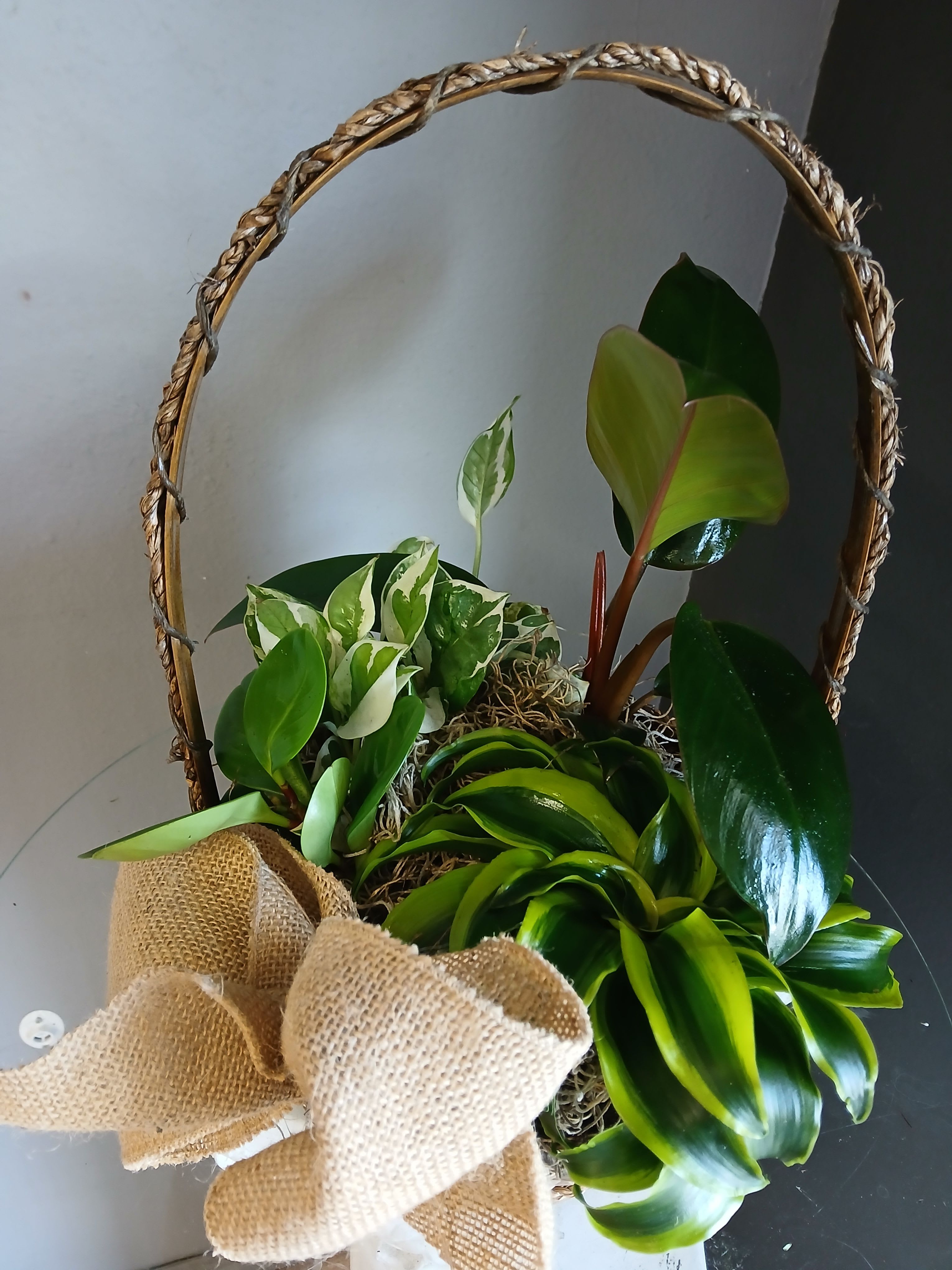 Basket of green plants - A beautiful mix of wonderful, low maintenance green plants. Not pet friendly.