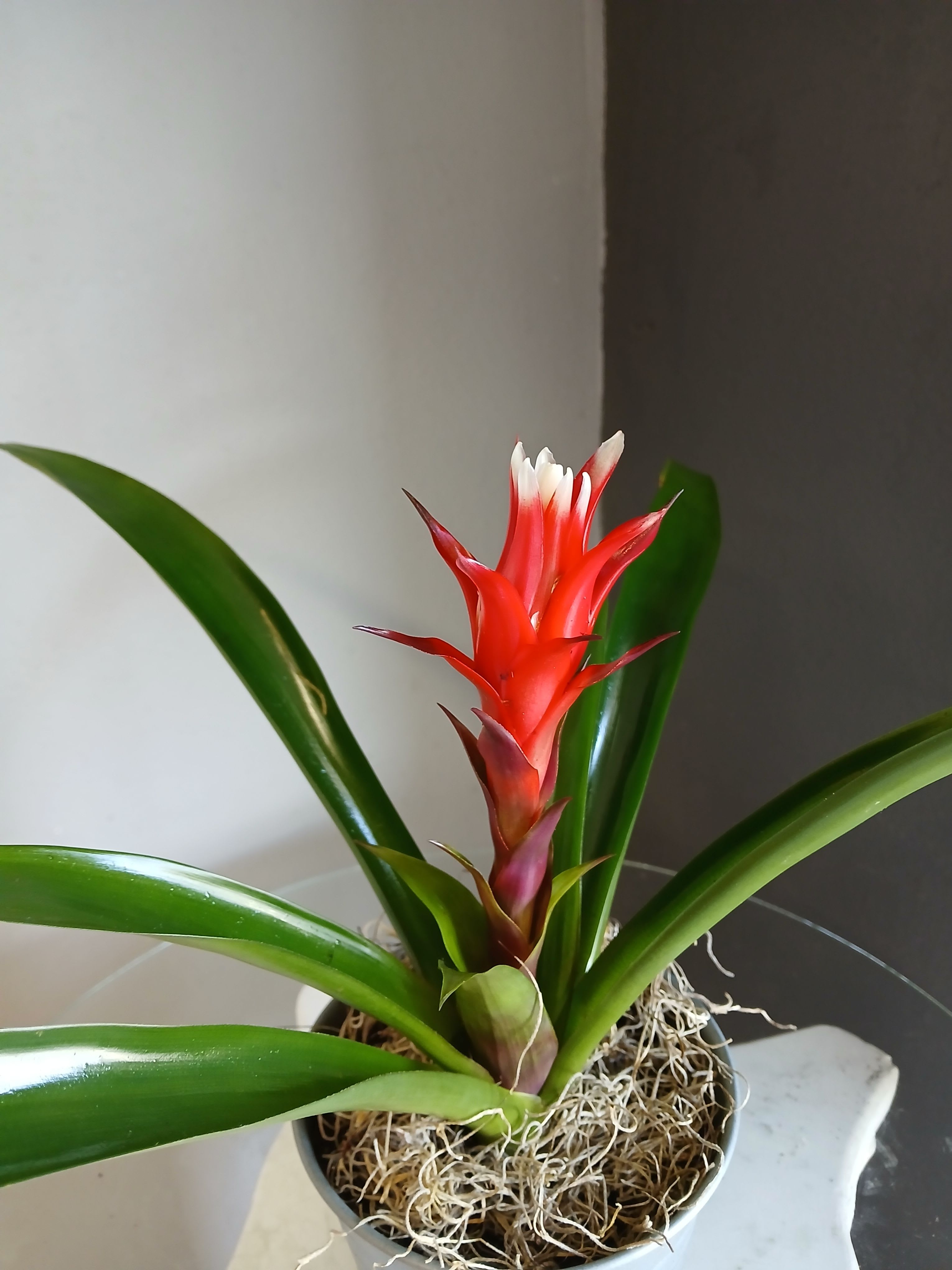Bromeliad in tin - Single potted bromeliad in a cute tin.