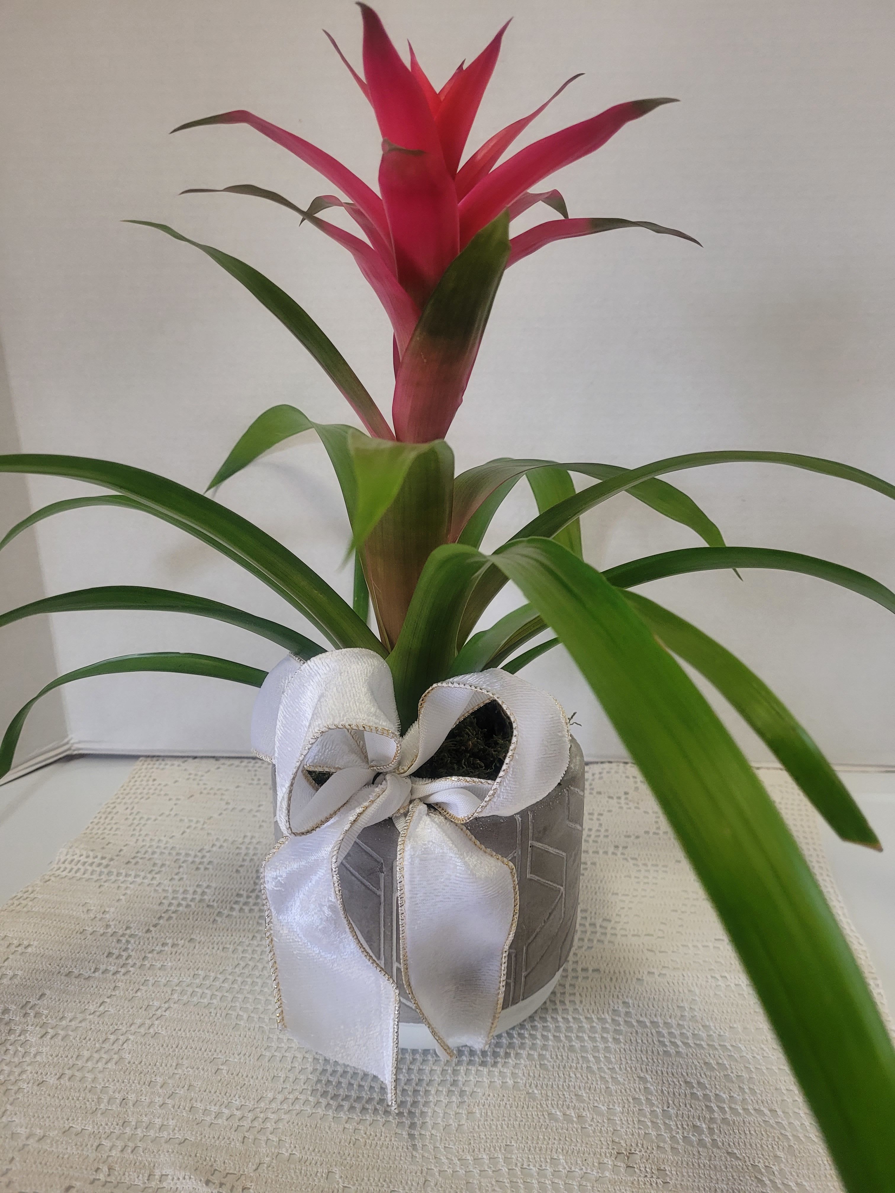 Bromeliad with White Bow - The red blossom on this bromeliad will last for a few months.  It is a wonderful accent to any decor.