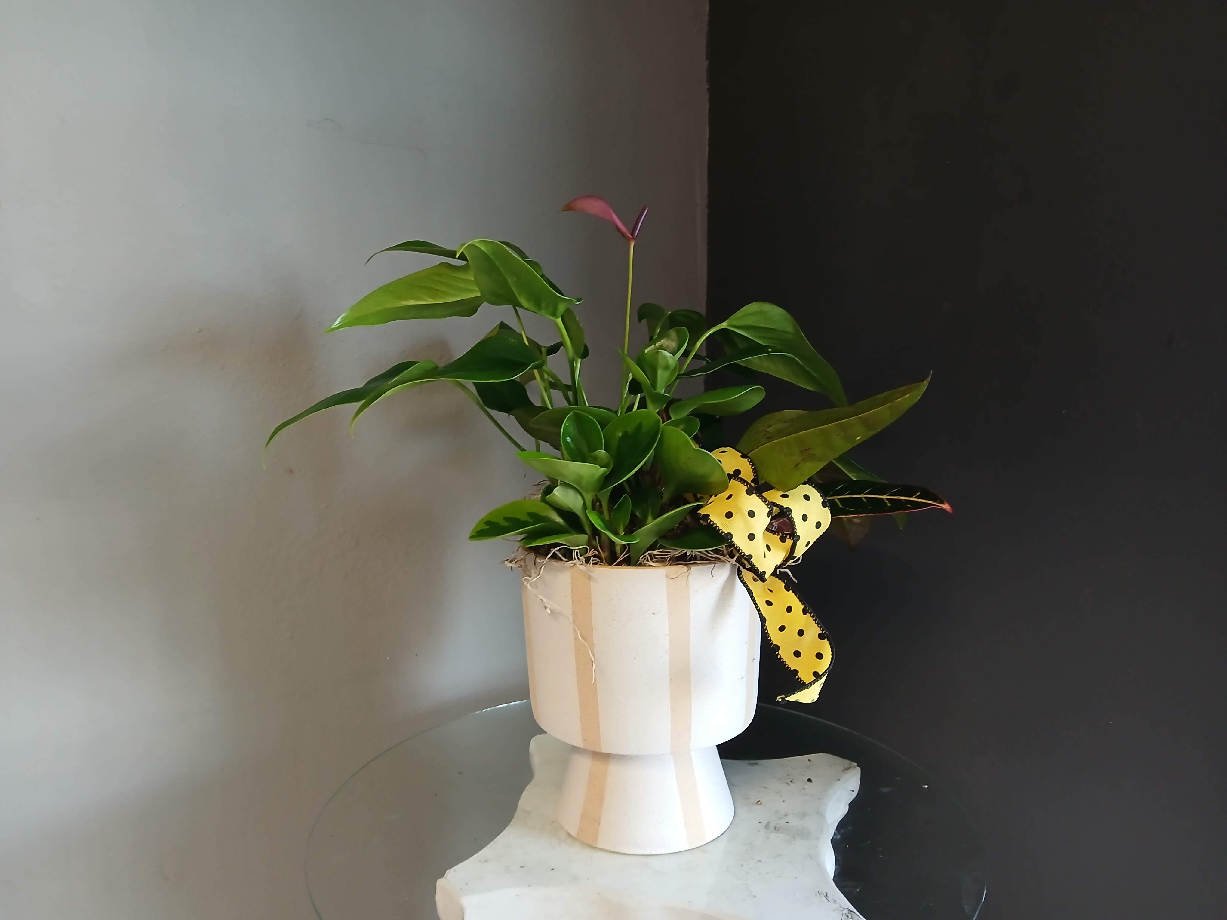 Lovely plant mix - A great mix of green blooms with a yellow and black bow 