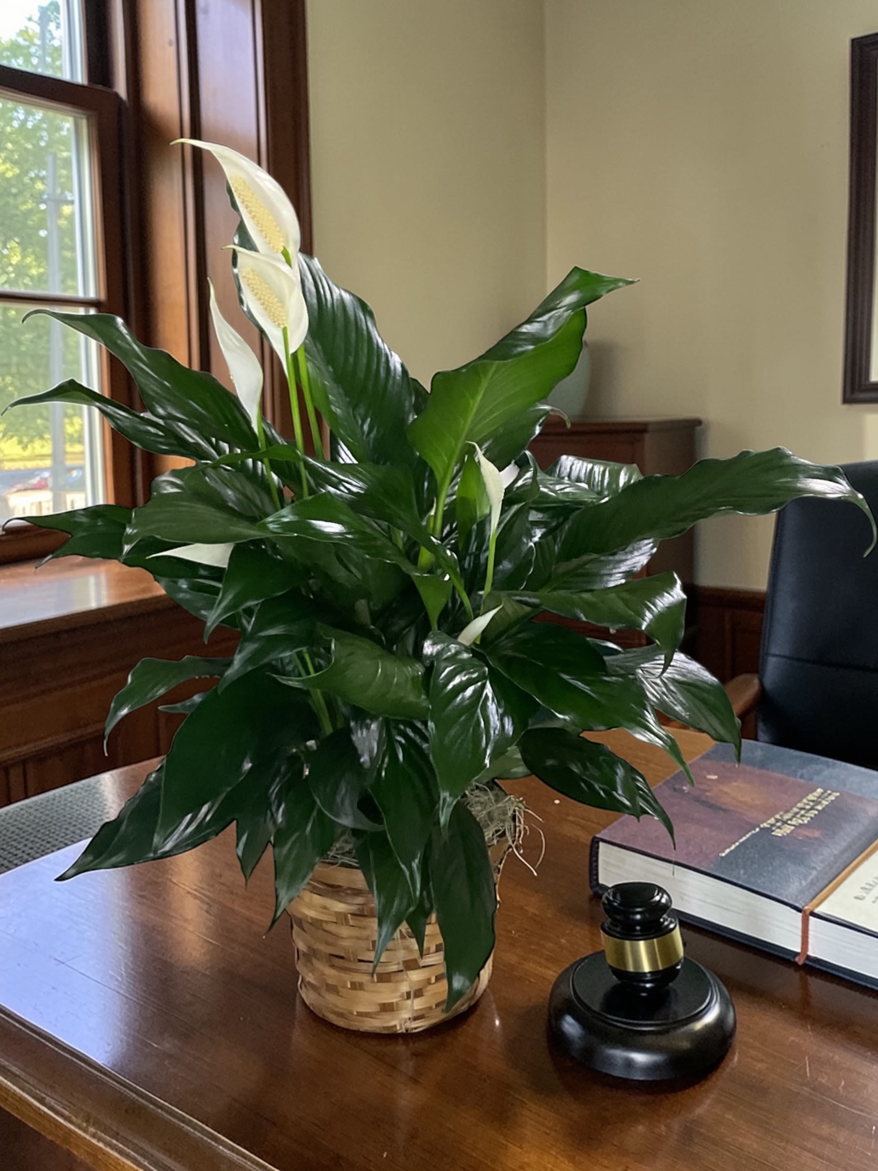 6” Peace Lily - Graceful, elegant, and easy to care for, the Peace Lily is a timeless favorite for both home and office. Known for its glossy deep green leaves and striking white blooms, this classic plant brings a calming touch of nature to any space.  Peace lilies thrive in typical indoor conditions and tolerate lower light levels well, making them a wonderful choice for desks, bedside tables, and living areas. Their beautiful white flowers symbolize peace, hope, and renewal, making them an especially thoughtful gift for sympathy, encouragement, or simply letting someone know you care.  This 6-inch Peace Lily is presented in either a natural basket or a classic white ceramic container, creating a simple, elegant display that complements any décor while providing lasting natural beauty.