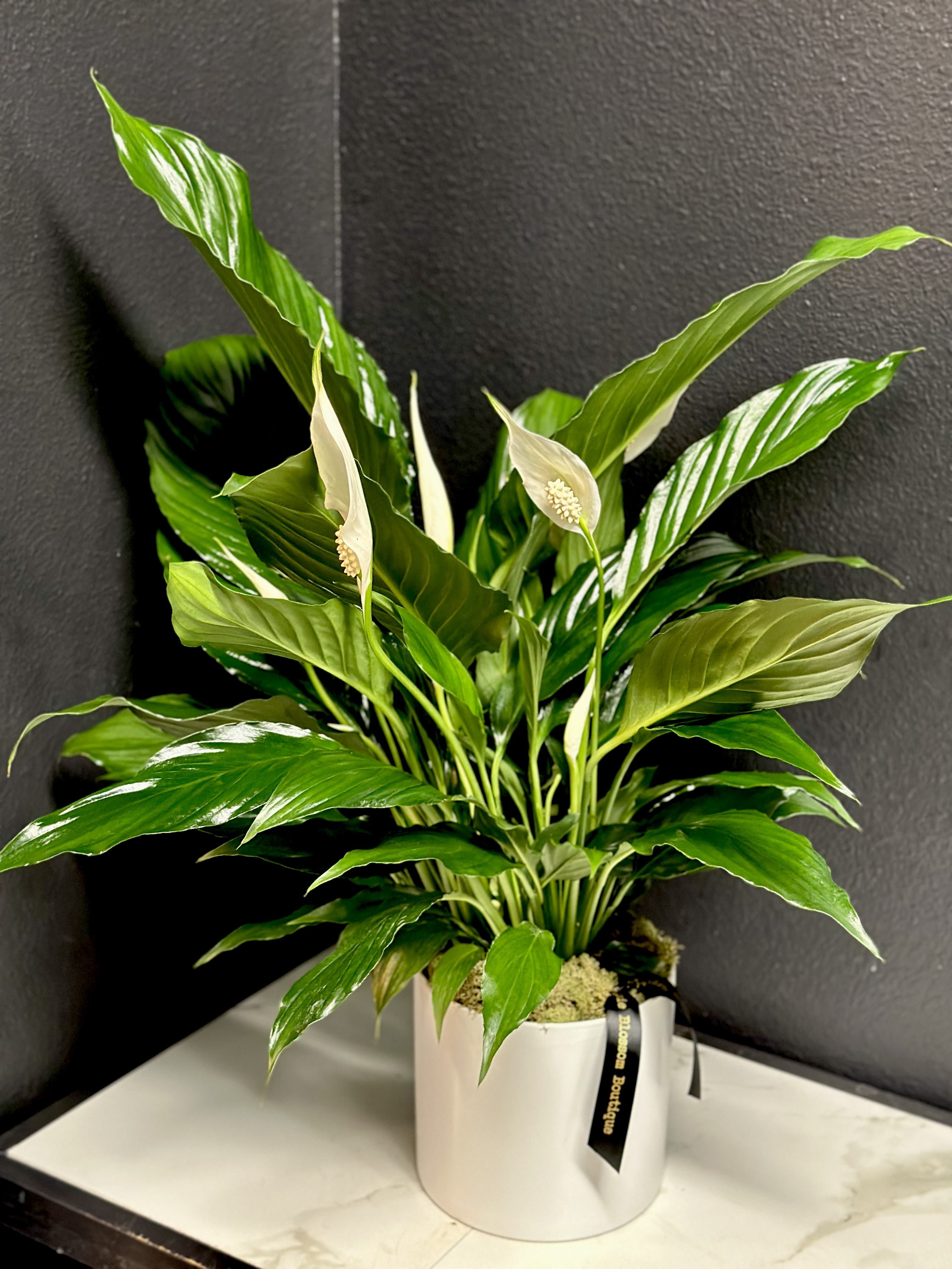 Peace Lily Plant  - A lush, green peace lily in a ceramic pot, dressed with moss. Pot may vary.  Overall Design Approximately: 24"h 