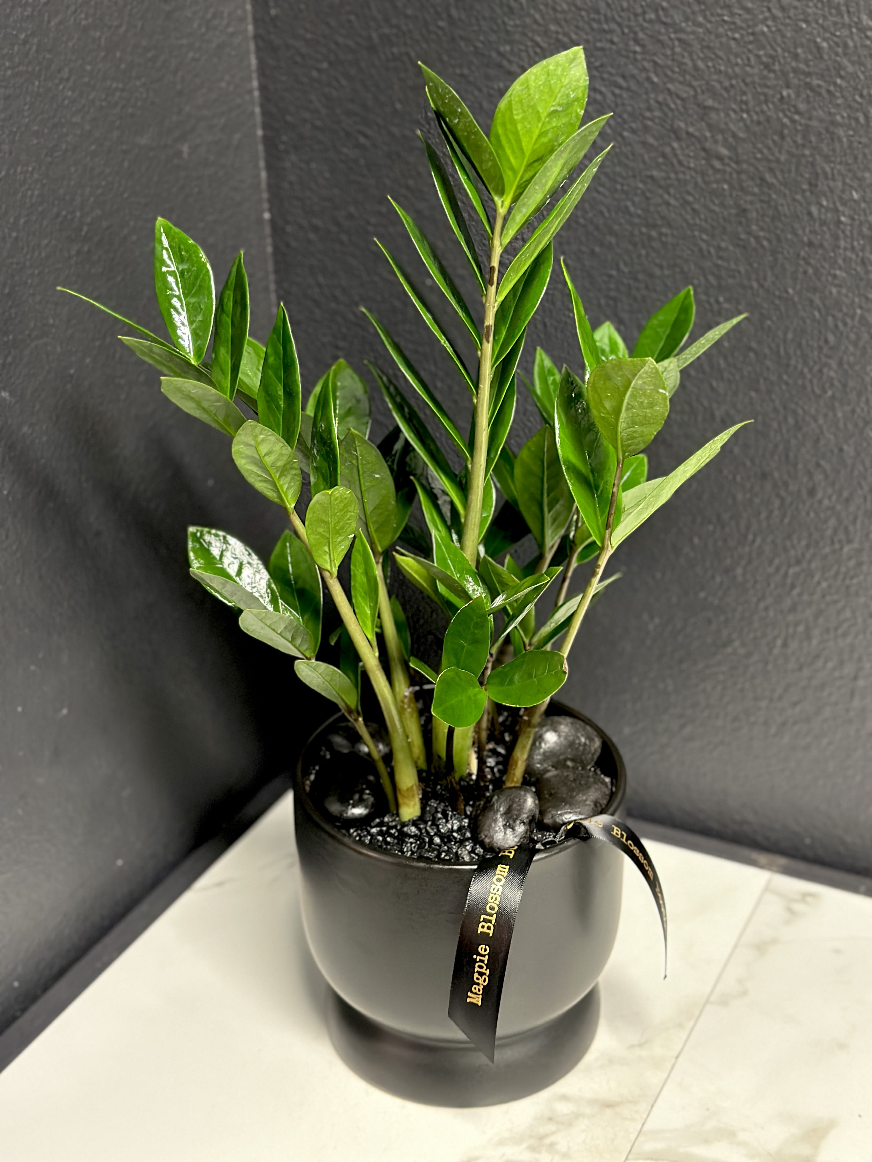 ZZ Plant  - A ZZ plant accented with natural stones and featured in a contemporary ceramic vase. These plants are easy to maintain and make a fantastic addition of greenery to any space. Container subject to change based on availability.  Dimensions | Approximately 18"H x 10" wide.  