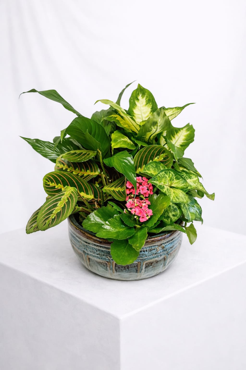 Plant Haven (Plants and container vary) - A lush blend of vibrant greenery and blooming beauty, our Plant Haven is a peaceful oasis in one elegant arrangement. Designed with a mix of hardy indoor plants and seasonal accents, this garden-style piece brings lasting freshness to any room. Presented in a decorative container, it makes a thoughtful gift for sympathy, celebration, or everyday encouragement.  Please note: Plant varieties and containers may vary based on availability, ensuring each Plant Haven is unique and full of charm.