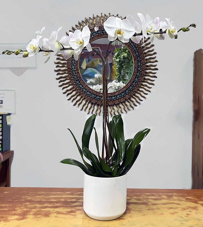 Orchid Plant - Deluxe_or_Premium - White - Choose Deluxe -Double Stem- or Premium -Triple Stem- orchid plant in a ceramic pot. 